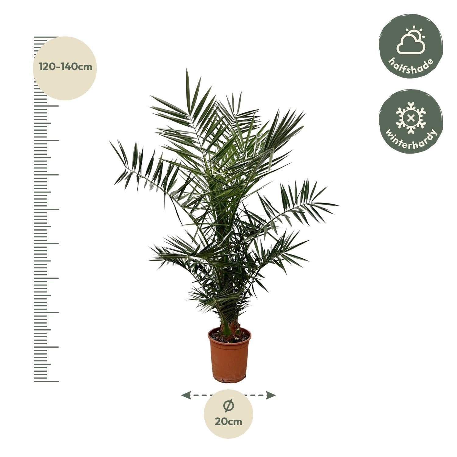 Phoenix Canariensis - 140 cm - 21cm Topf