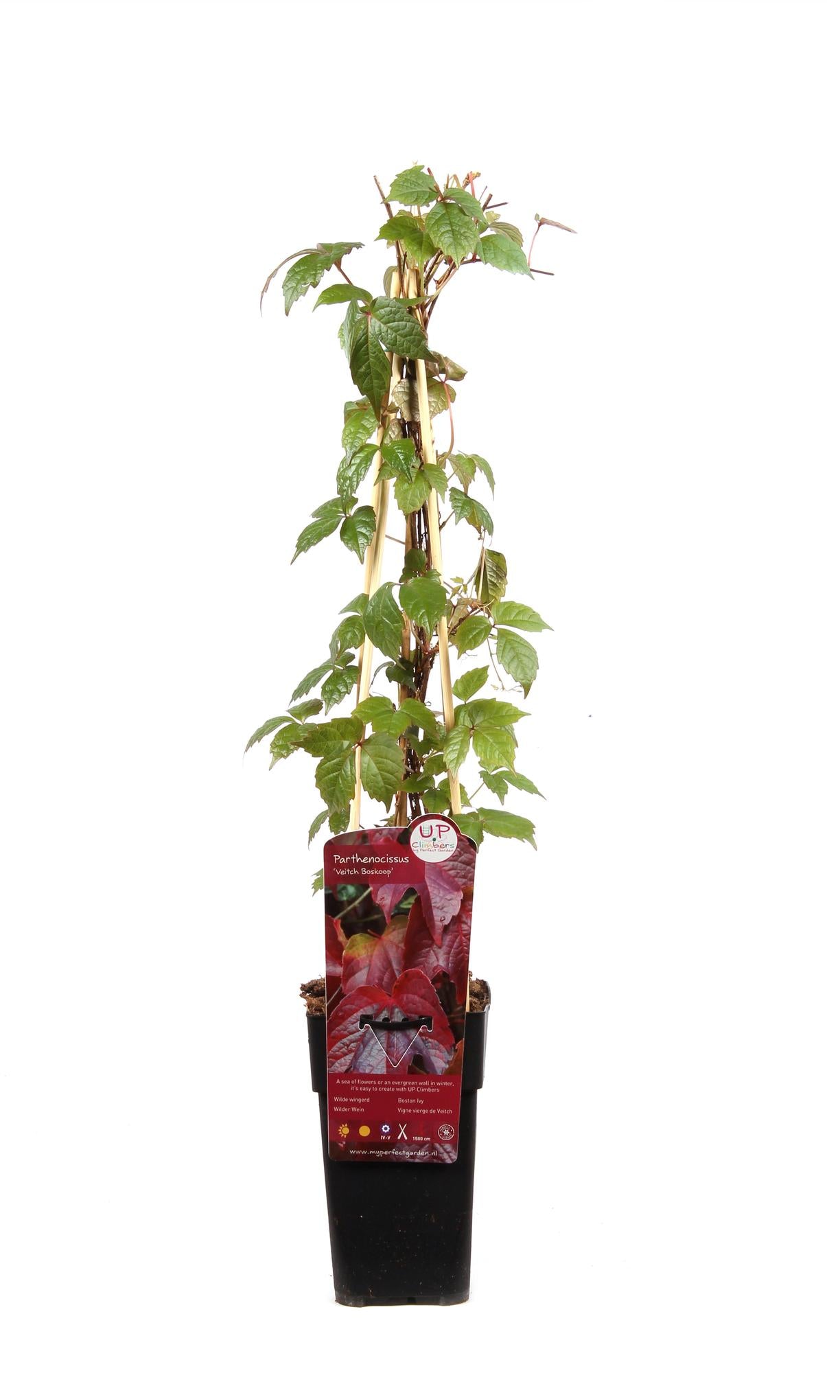 Vigne vierge'Veitch Boskoop'–plante grimpante robuste, pot de 15 cm, 65 cm de hauteur