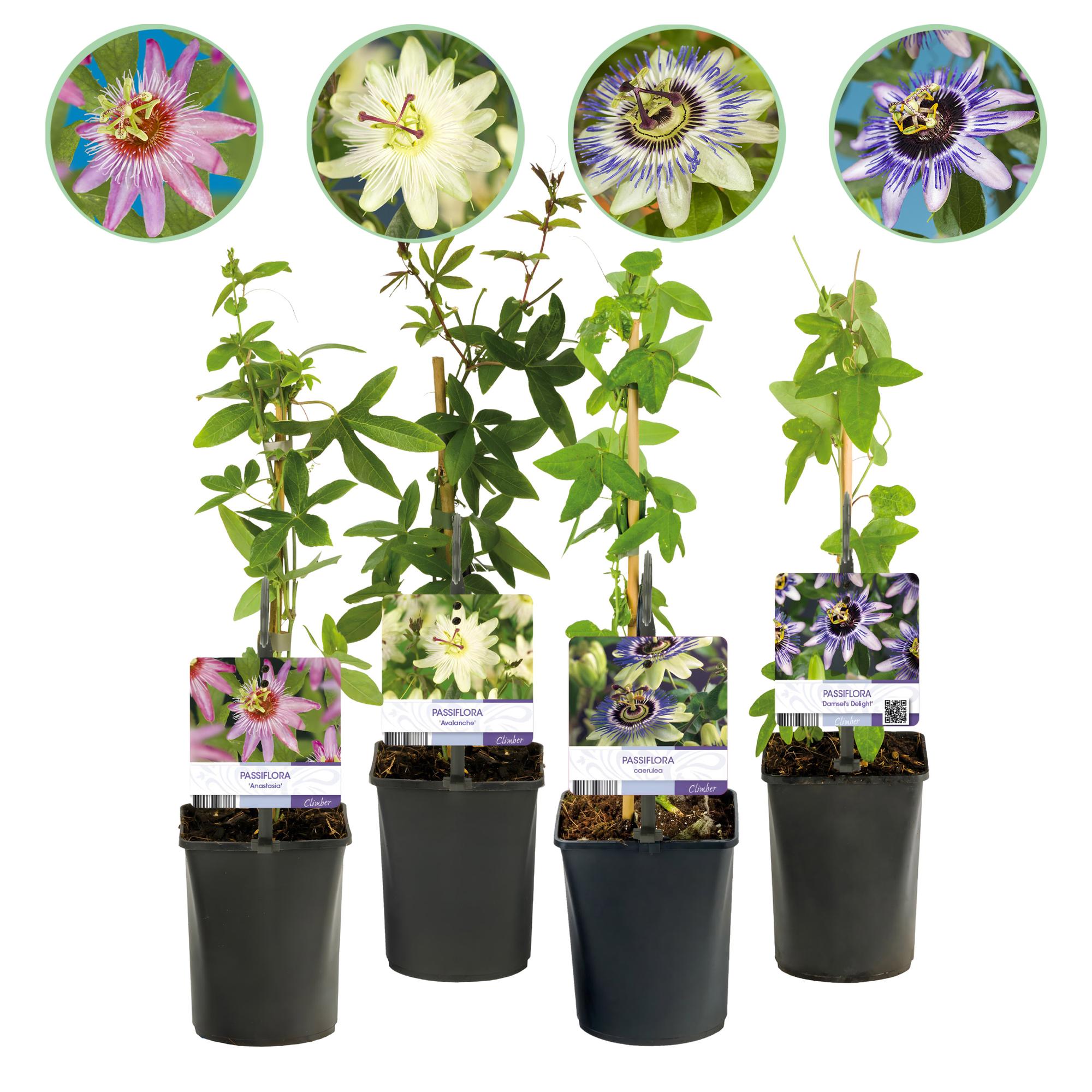 GreenboutiQ - Passionsblume - Passiflora Rainbow - Blume Rosa Weiß Lila Grün - Wenig Pflege - 4 Pflanzen - Topf 11cm Höhe 40cm