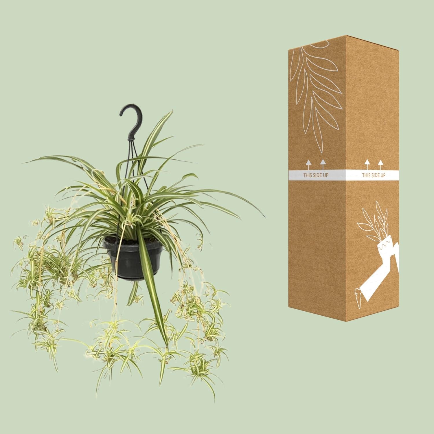 Chlorophytum comosum'Variegatum'–Plante araignée-30-55 cm