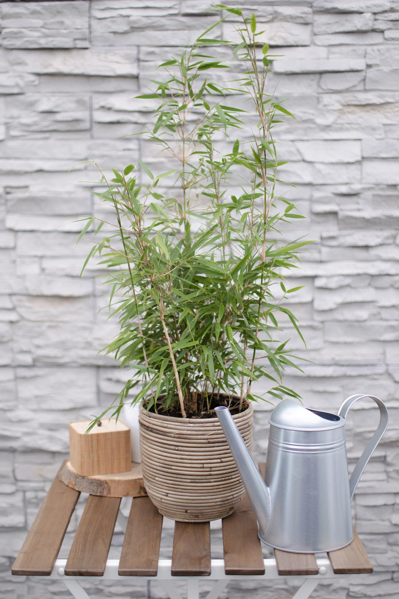 Fargesia rufa – clump-forming garden bamboo in various heights