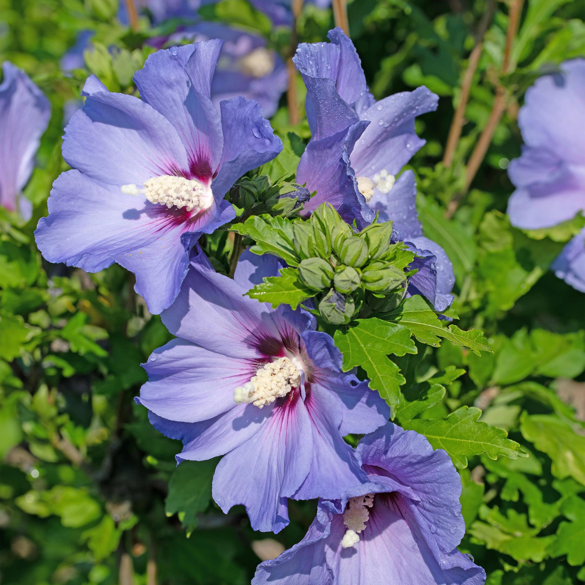 Hibisco de jardín 'Oiseau Blue' – flores azules, 1 planta, maceta de 17 cm, 45 cm de altura
