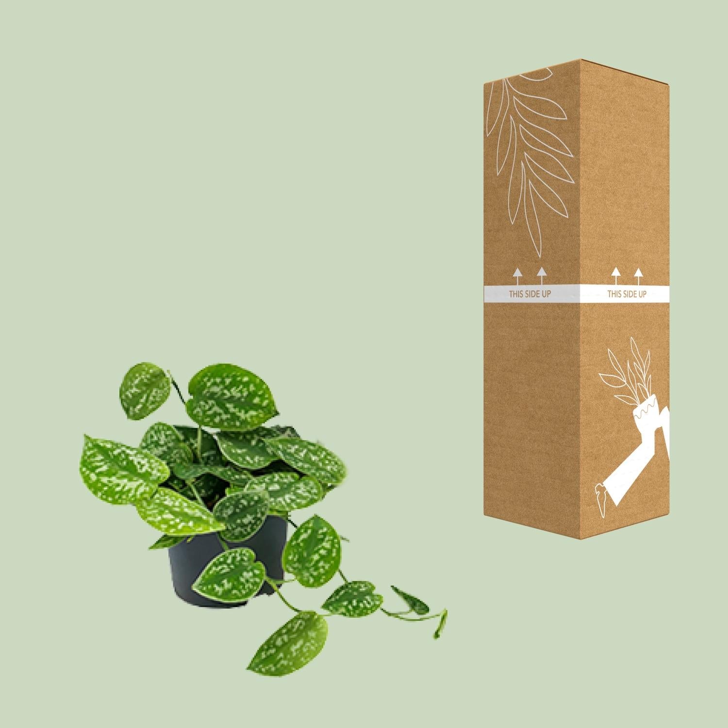 Scindapsus Pictus ‘Argyraeus’ – Gefleckte Efeutute - 15-25 cm