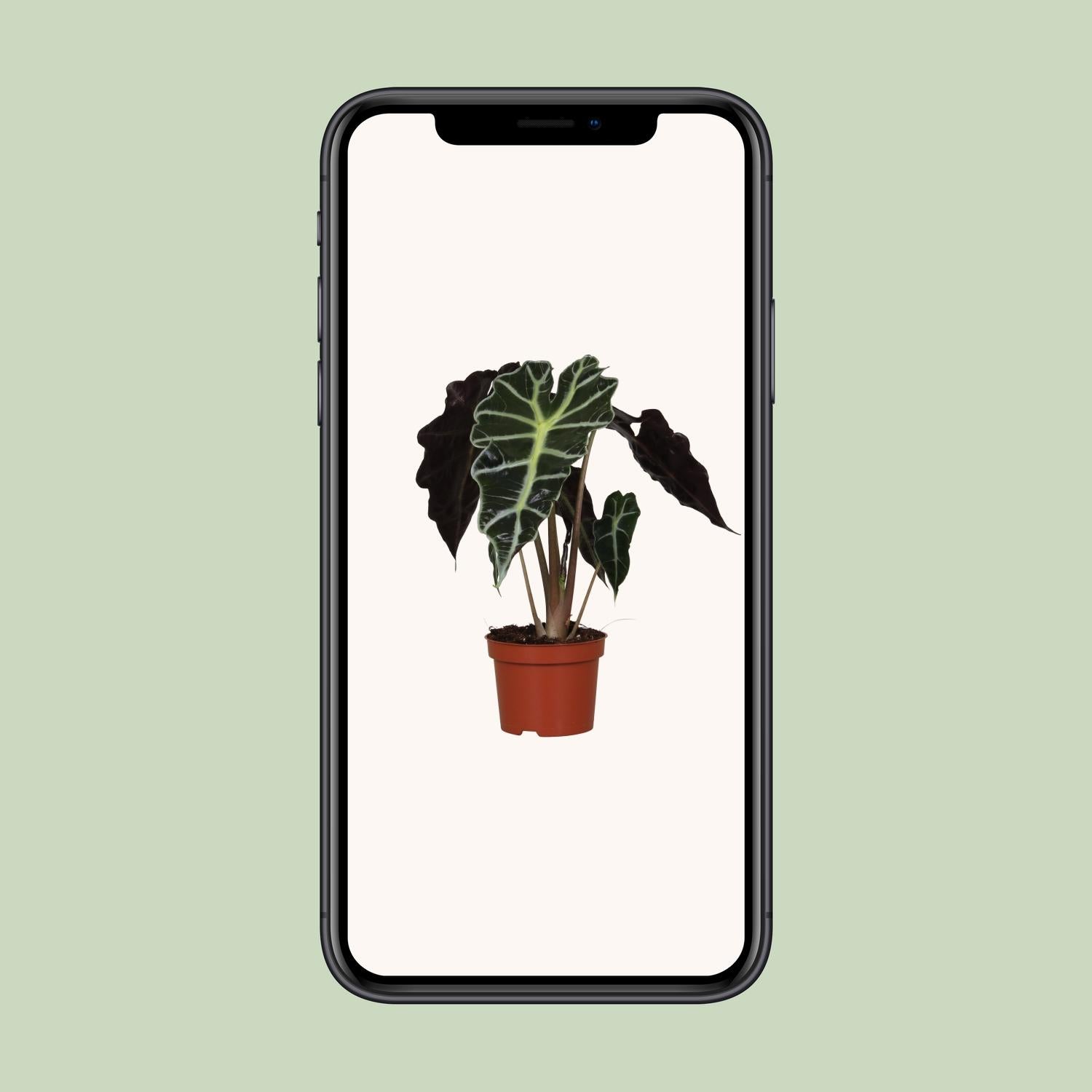 Alocasia amazonica 'Polly' – Elephant Ear - 12 cm pot, 30 cm high