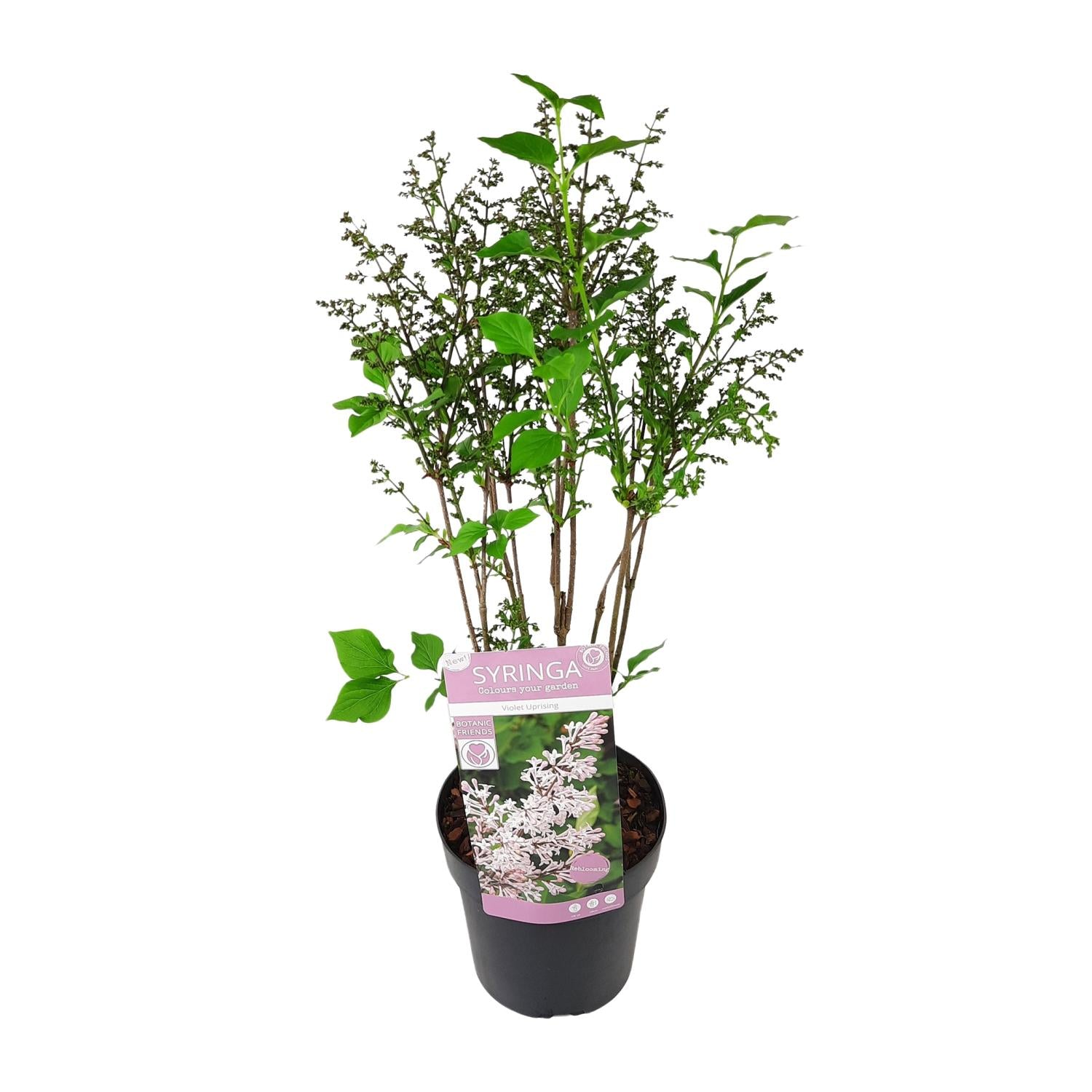 Lilas'Violet Uprising'–arbuste ornemental buissonnant, pot de 19 cm, 35 cm de hauteur