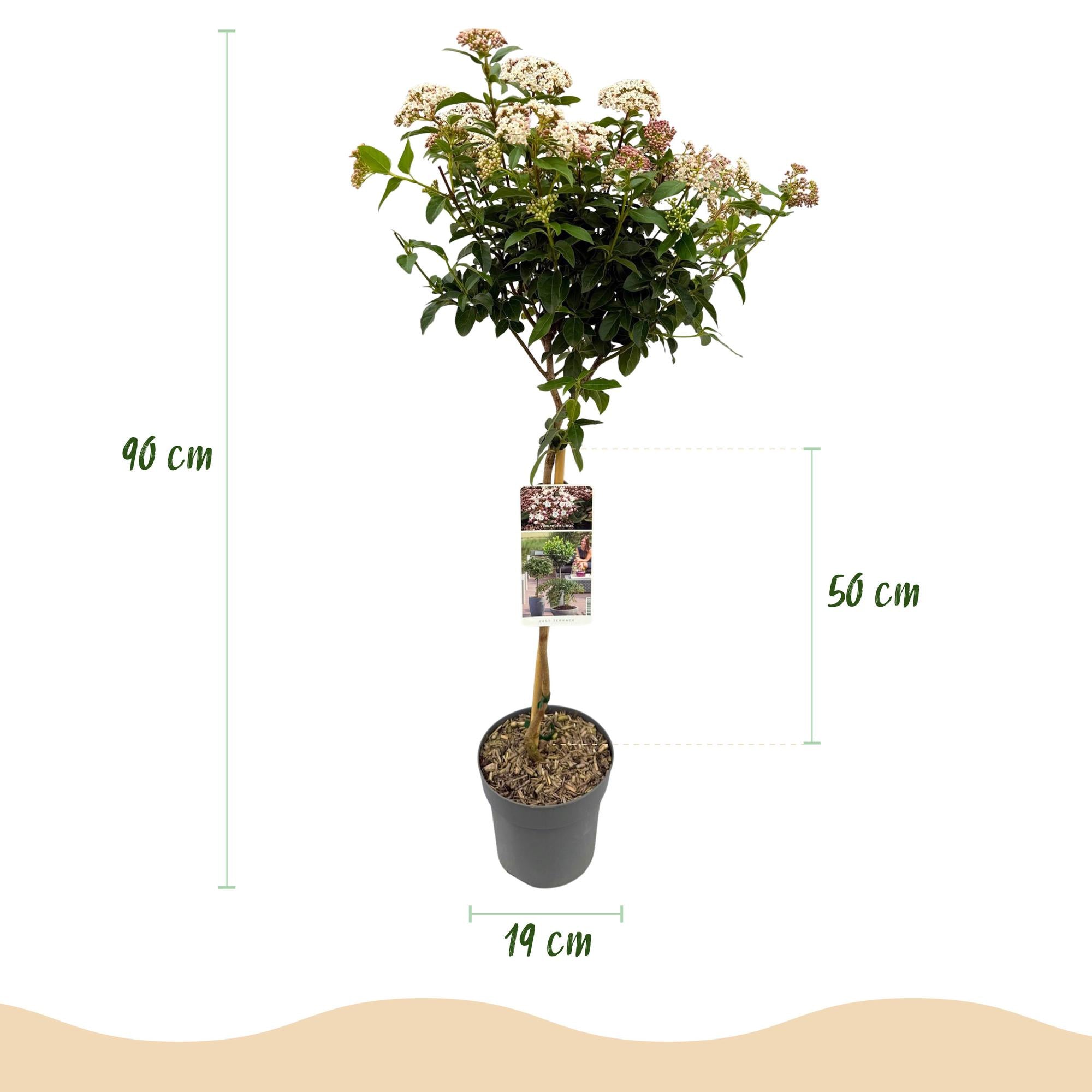 Viburnum tinus ‘Eve Price’ Stamm – Terrassenpflanze, winterhart, 19 cm Topf, 90 cm hoch