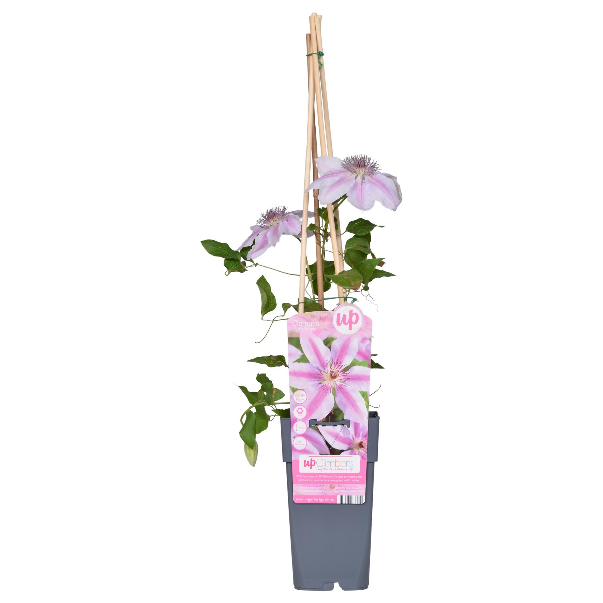 Clématite'Nelly Moser'–plante grimpante rose clair, pot de 15 cm, 65 cm de hauteur