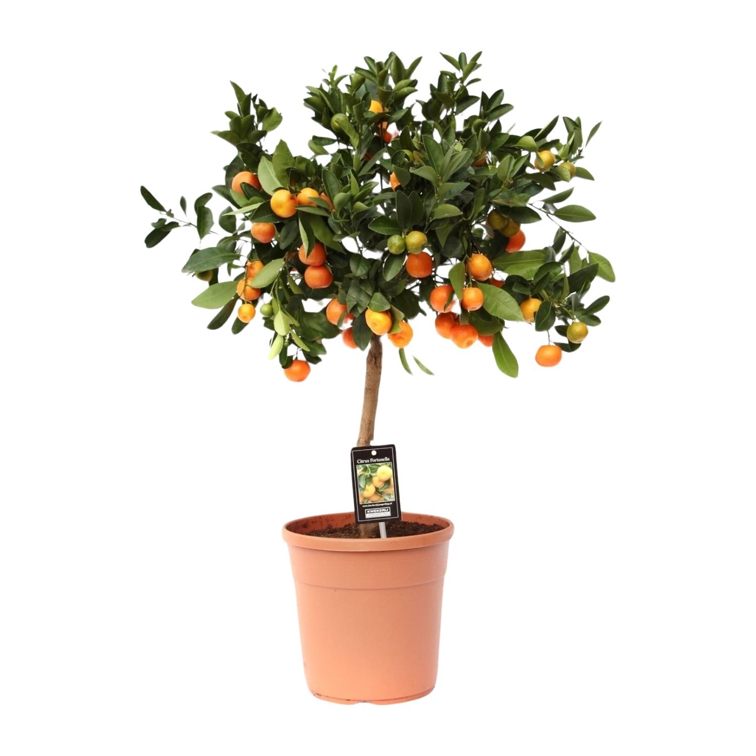 Calamondinorange (Citrus calamondin) –40–80 cm