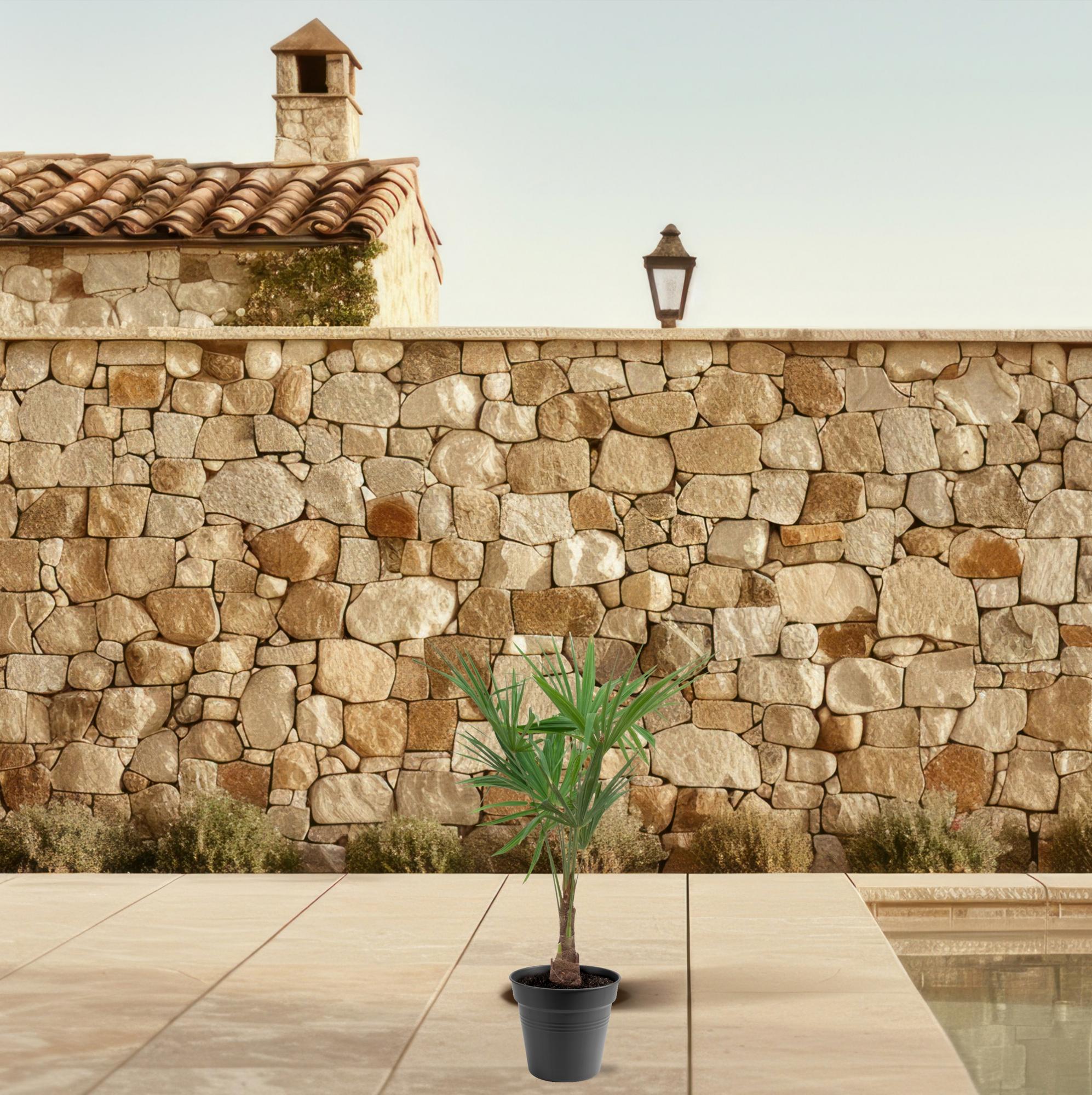 Trachycarpus fortunei – palmera robusta y resistente, maceta de 21 cm, altura de 90 a 100 cm