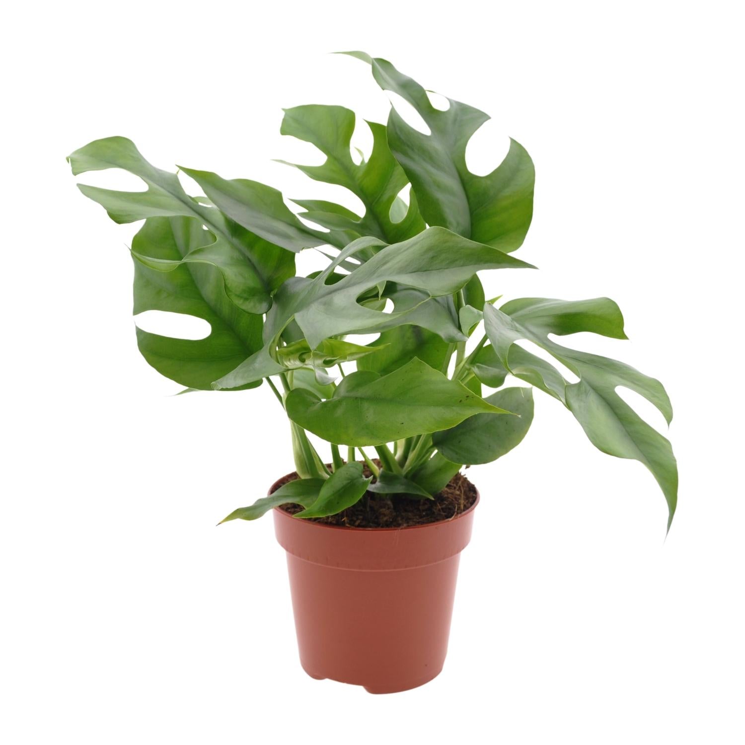 Monstera Minima – Dwarf Swiss Cheese Plant - 25-80 cm