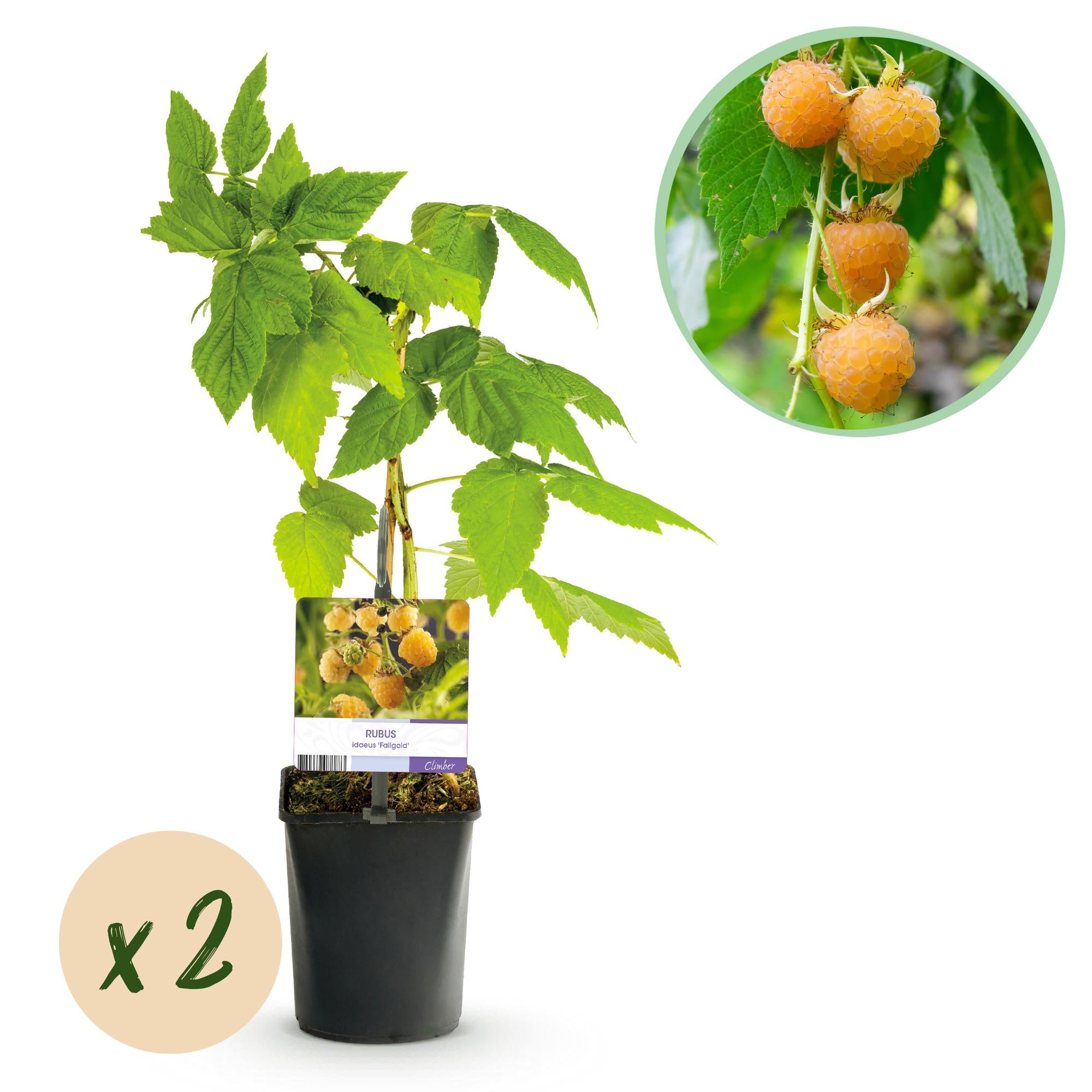 Framboisier jaune'Fallgold' (Rubus idaeus) –2 plants en pot de 11 cm, environ 40 cm