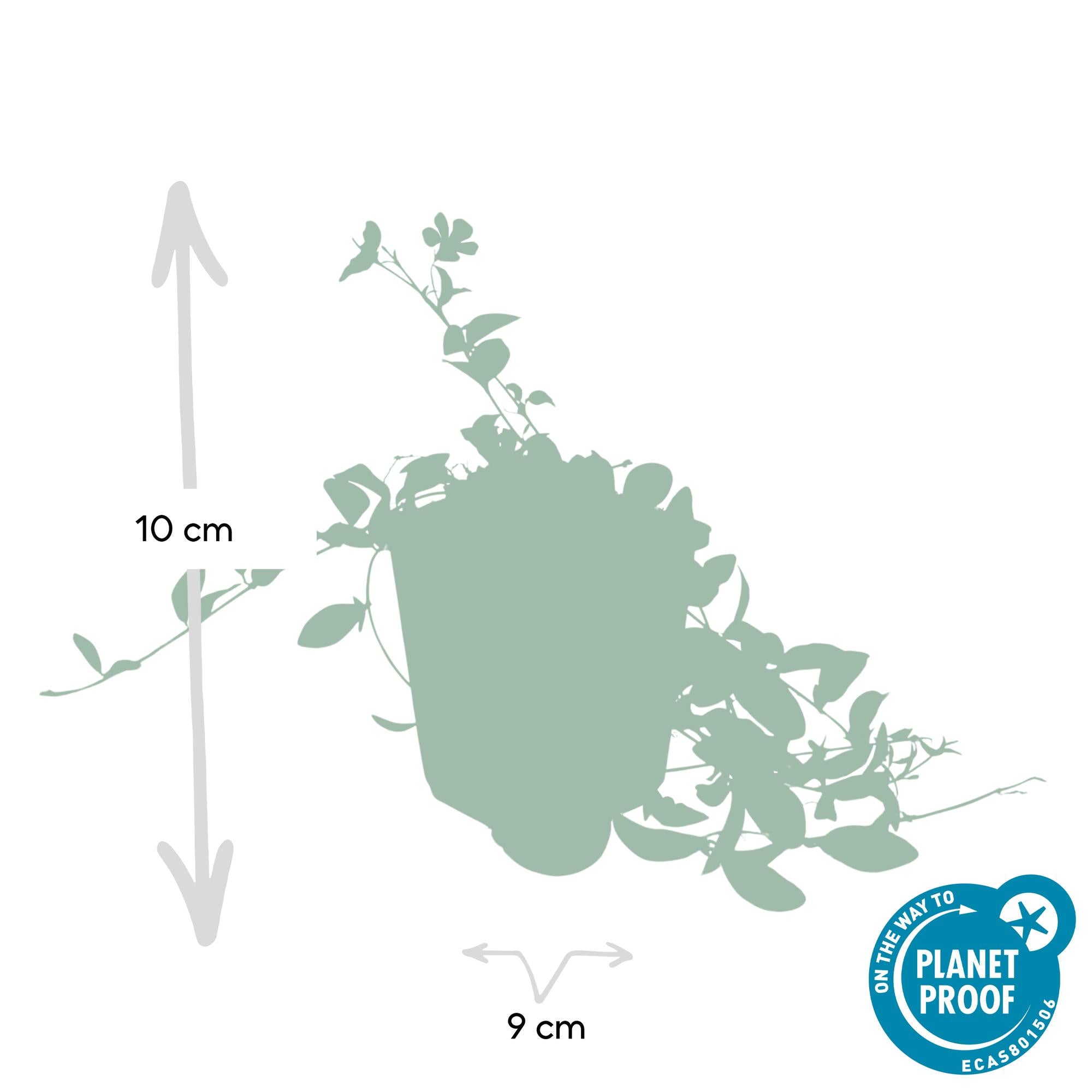 Vinca minor – bodendeckender Immergrün-Klassiker, 9 cm Topf, 10–25 cm Höhe