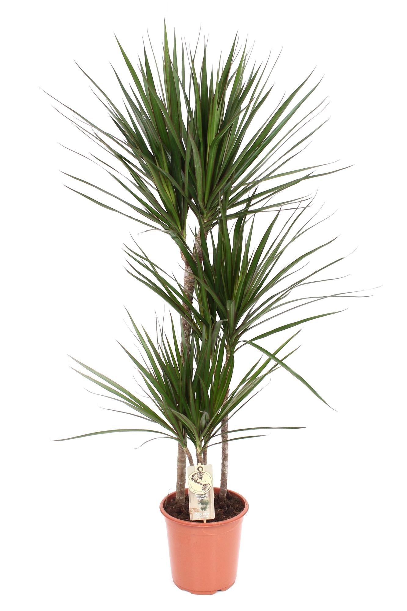 Drachenbaum (Dracaena marginata) – 55–130 cm