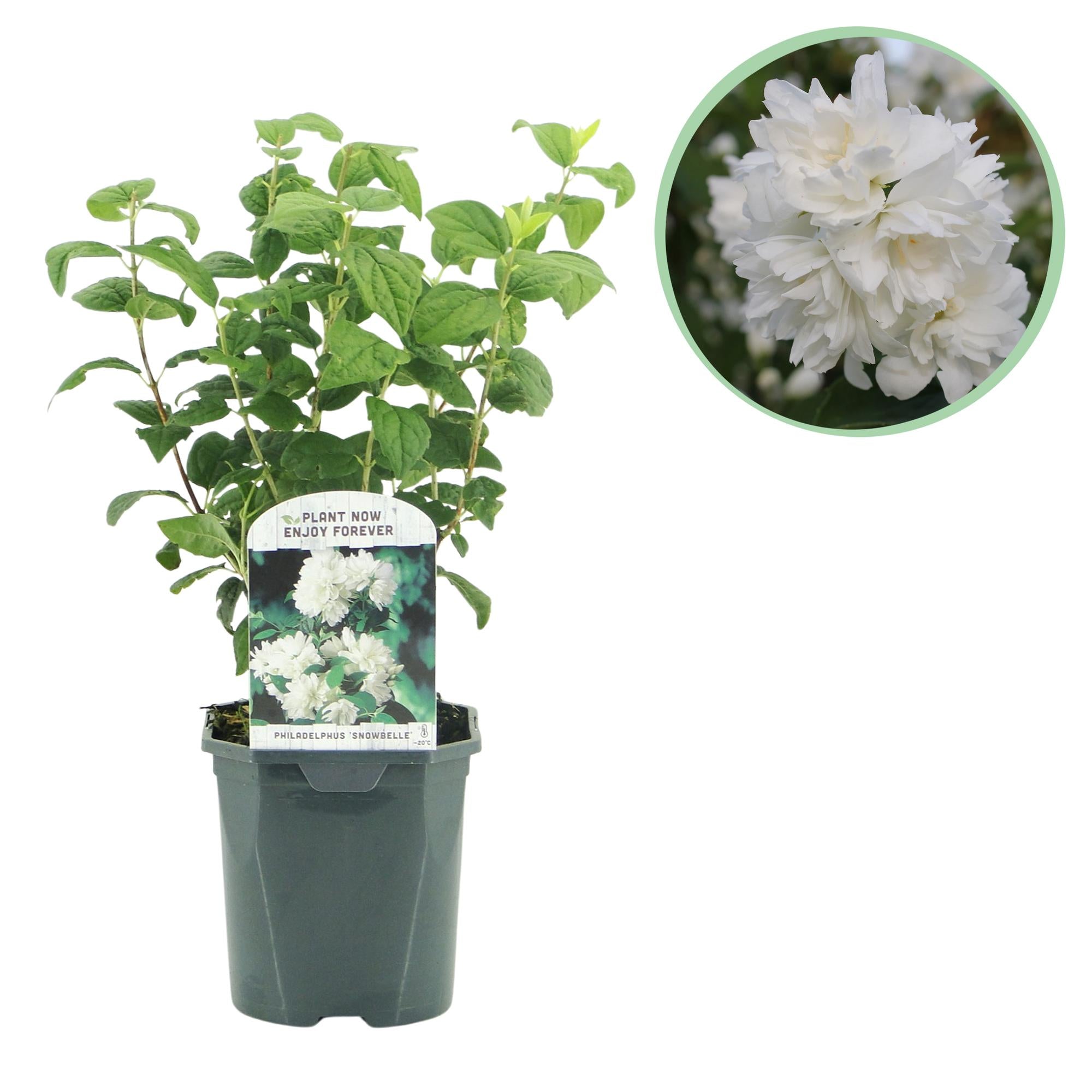 Filadelfo 'Snowbelle' – caducifolio, flores blancas, maceta de 17 cm, 45 cm
