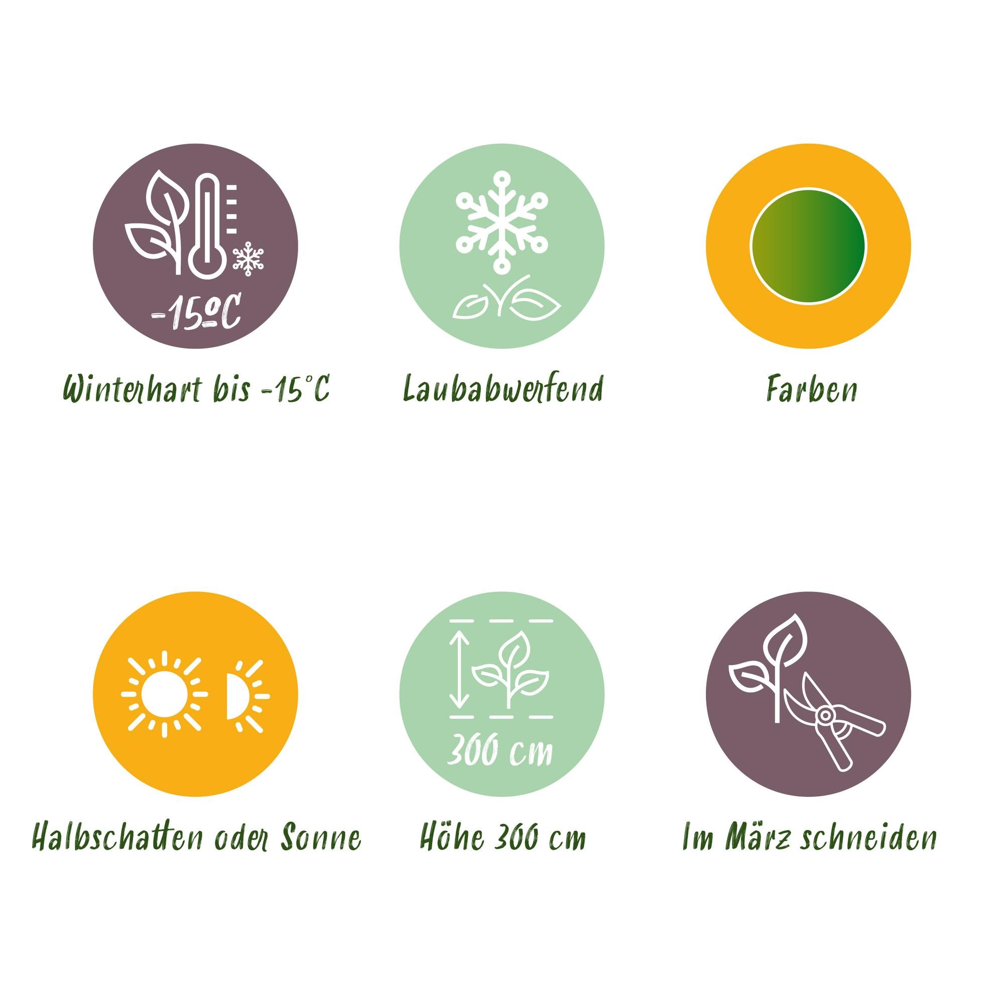 Japanese maple 'Emerald Lace' – green, deciduous, 19 cm pot, 70 cm