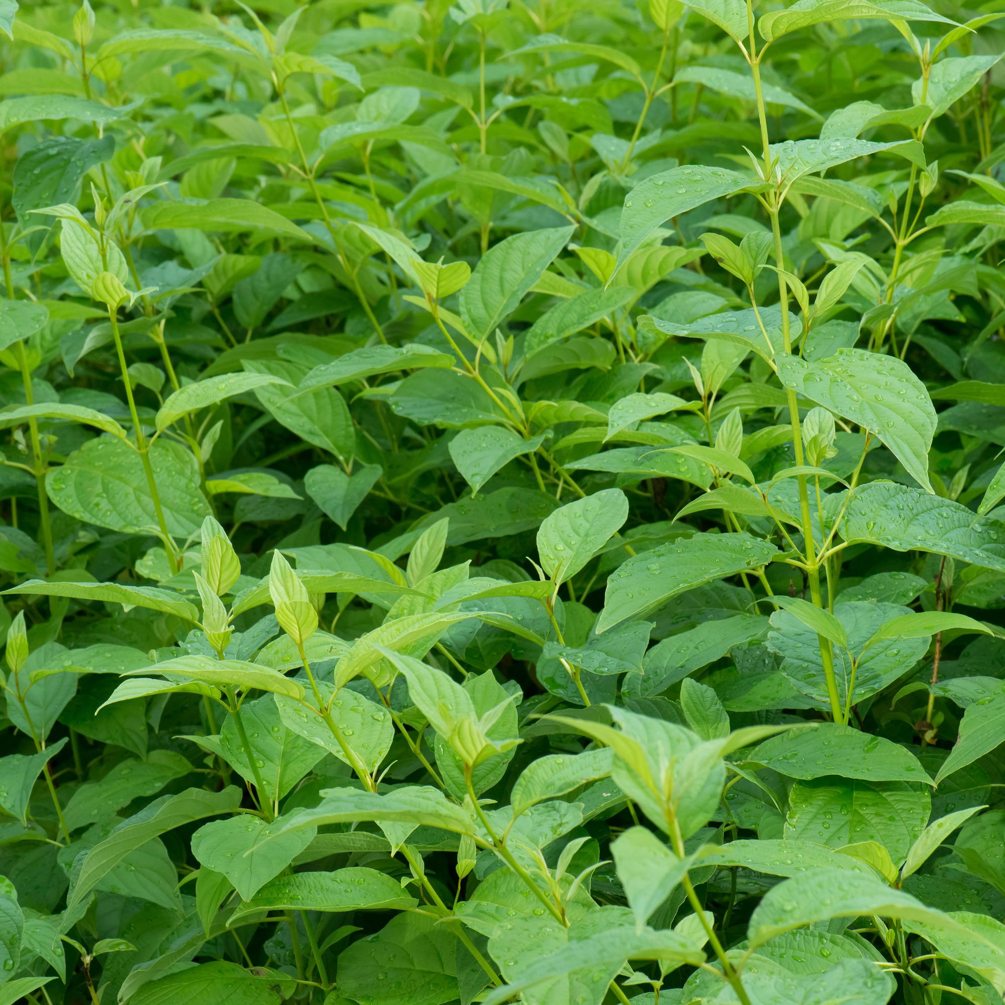 Cornus alba 'Flaviramea' – 1 φυτό, πράσινα κλαδιά, γλάστρα 17 cm, ύψος 45 cm