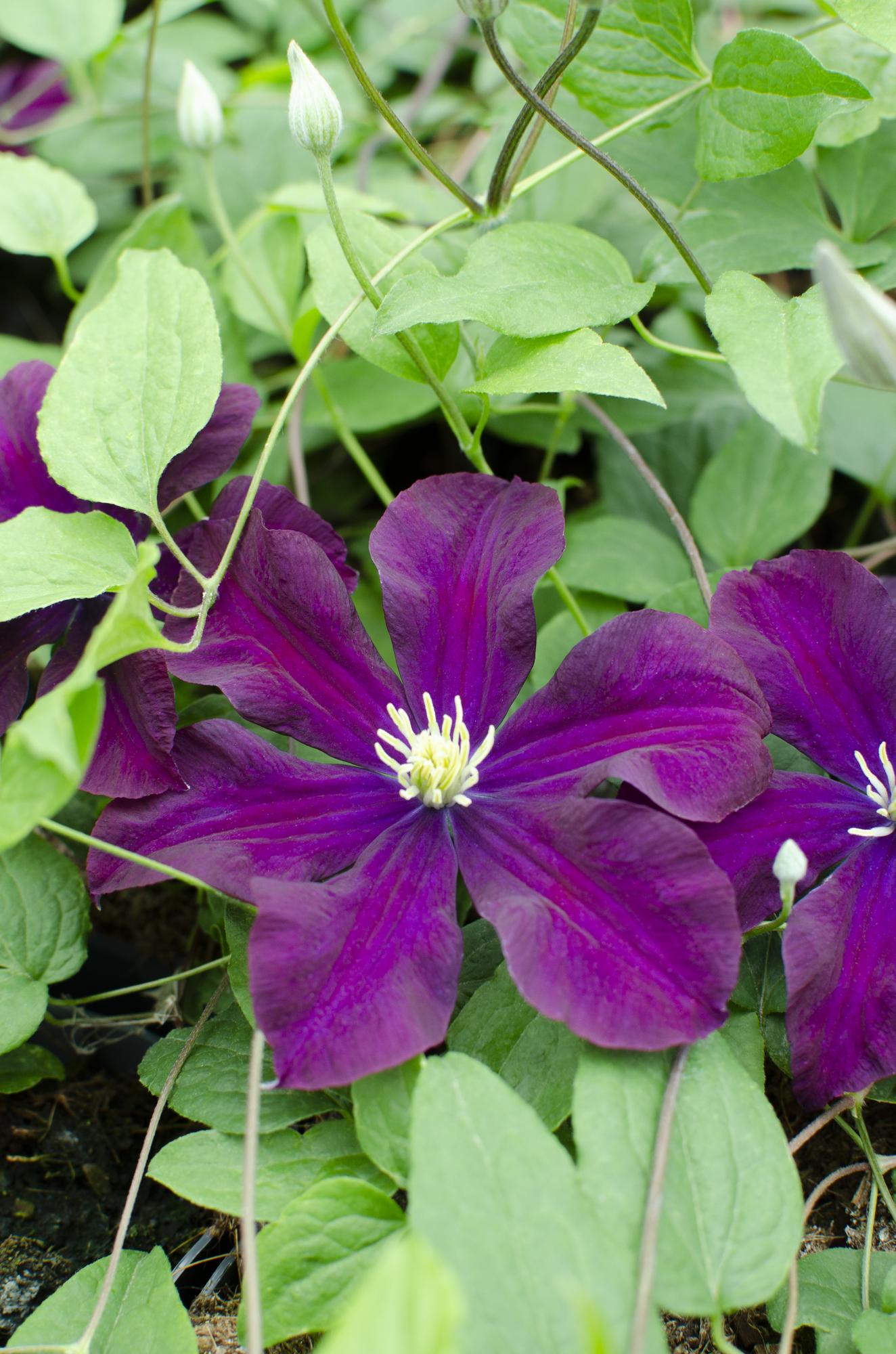 Clematis 'Warszawska Nike' – deep violet flowers, 15 cm pot, 65 cm height