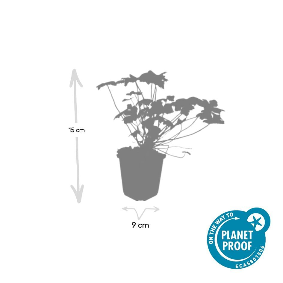 Geranium ‘Czakor’ – robuster Bodendecker, 9 cm Topf, 10–25 cm hoch