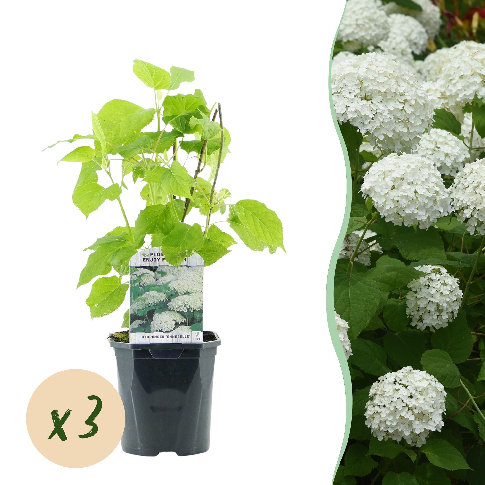 Hydrangea arborescens ‘Annabelle’ – weiße Blüten, laubabwerfend, 3 Pflanzen pro m², 17 cm Topf, 50 cm Höhe