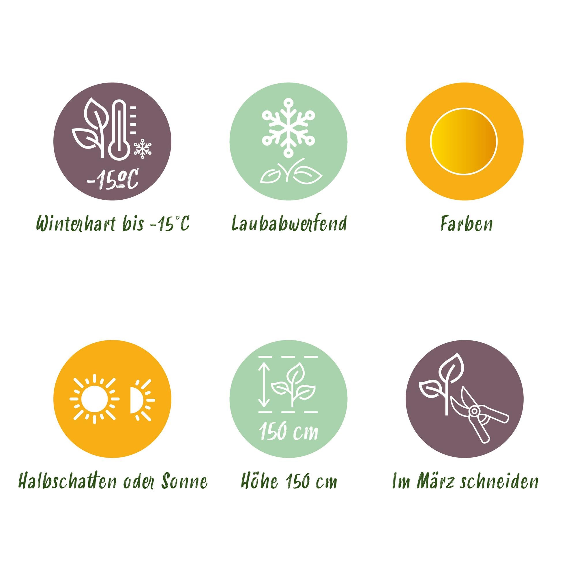 Acer Palmatum 'Jordan' – Japanese maple, deciduous – 19 cm pot, 70 cm tall