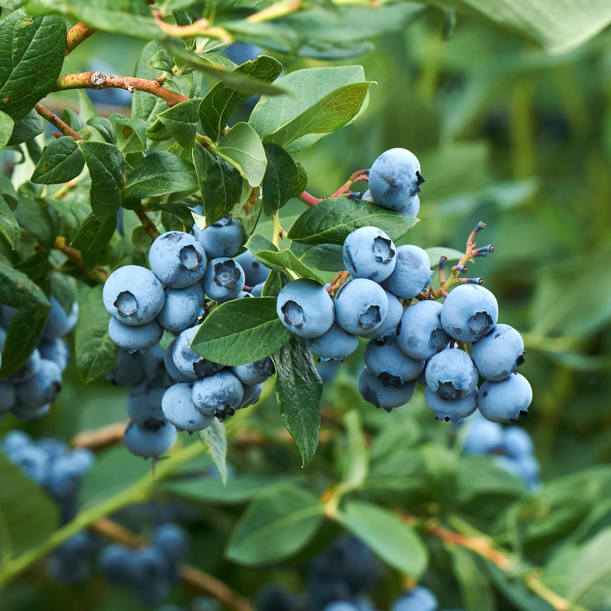 Heidelbeerstrauch ‚Goldtraube‘ – dornenlos, 2 Pflanzen à 40 cm im 11 cm Topf