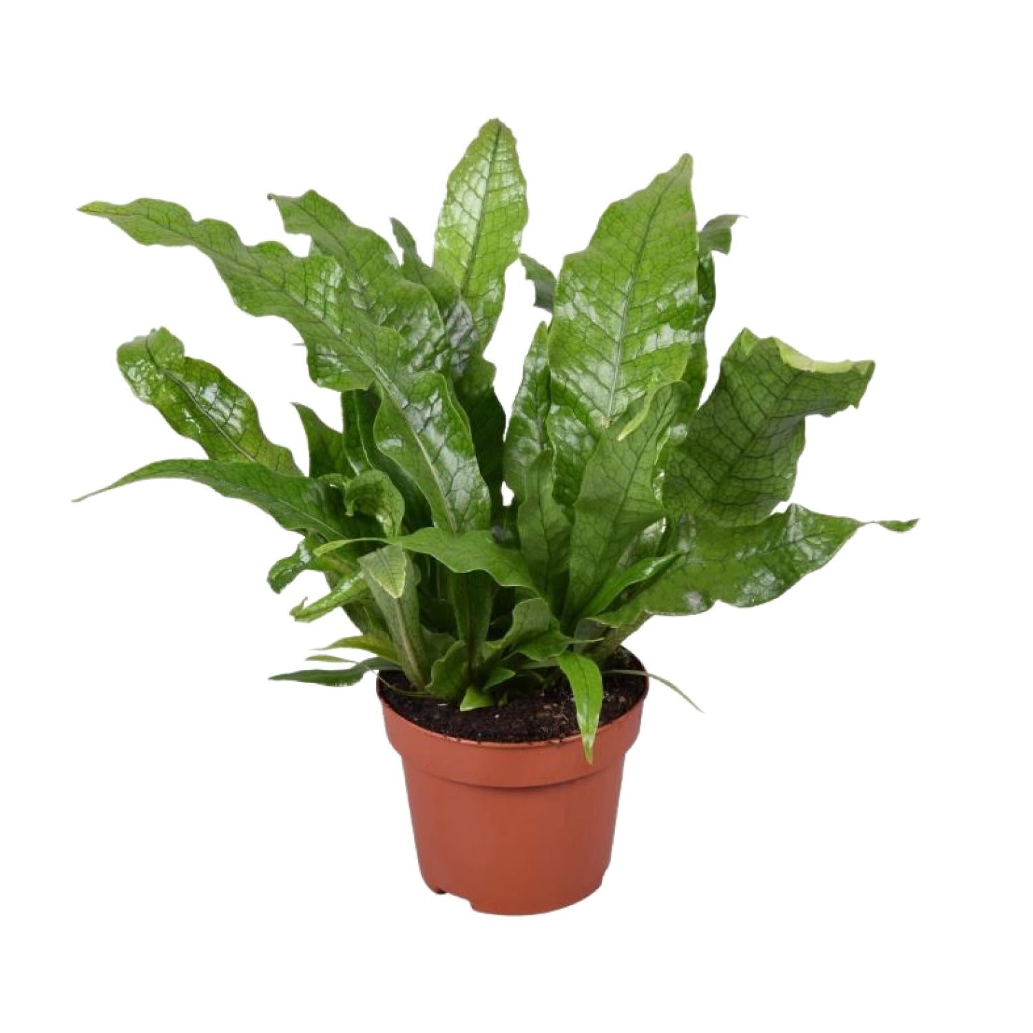 Microsorum Crocodyllus–Fougère crocodile-Ø12cm-↕30cm