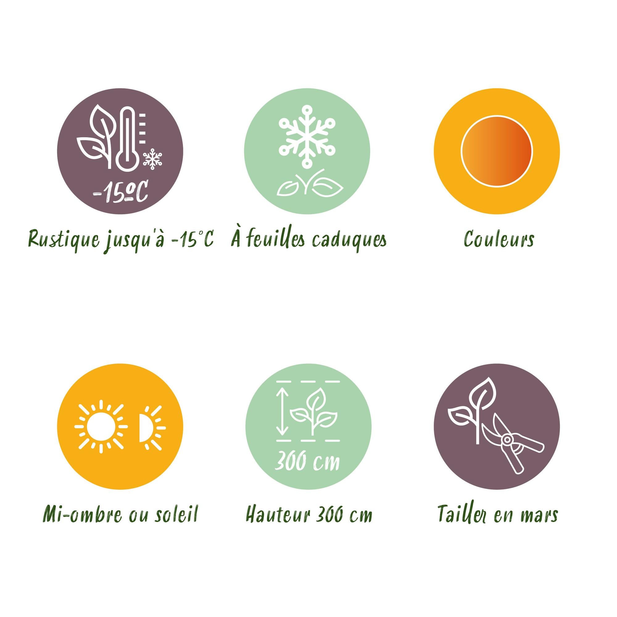 Acer Palmatum ‘Katsura’ – Japanischer Ahorn, laubabwerfend – 19 cm Topf, 70 cm hoch