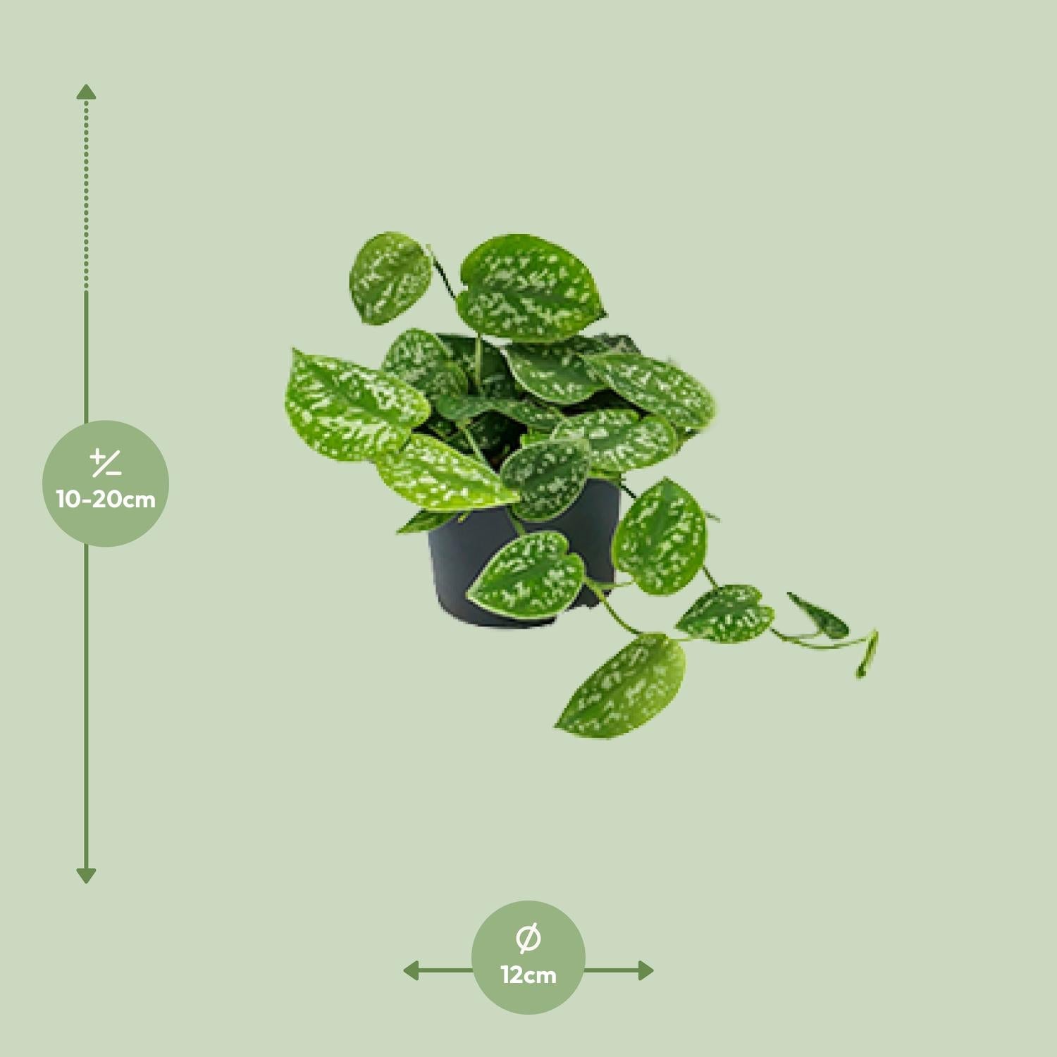 Scindapsus Pictus ‘Argyraeus’ – Gefleckte Efeutute - 15-25 cm