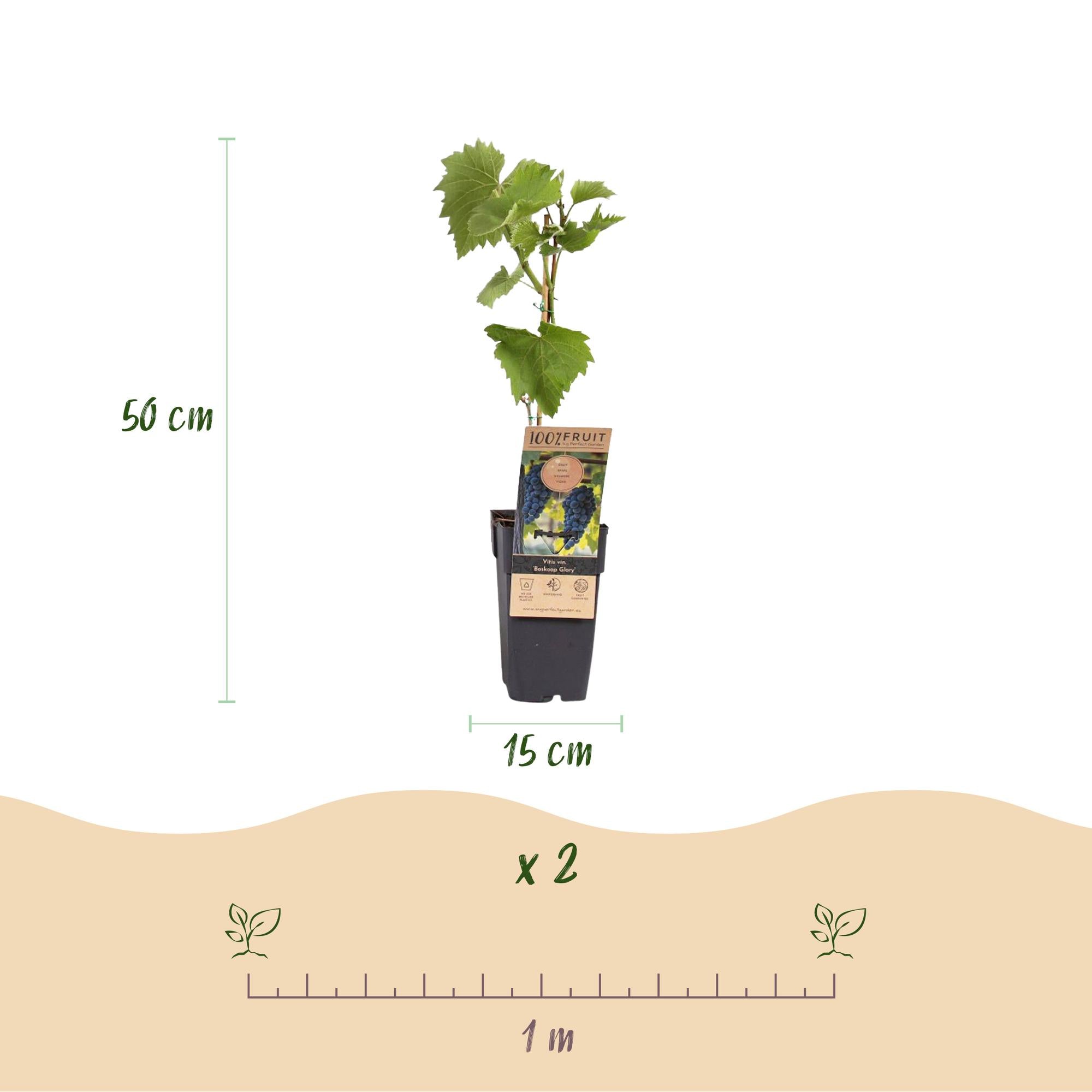 Obstpflanze Blaue Traube ‘Boskoop Glory’ – 2er-Set, 15 cm Topf, 50 cm Höhe