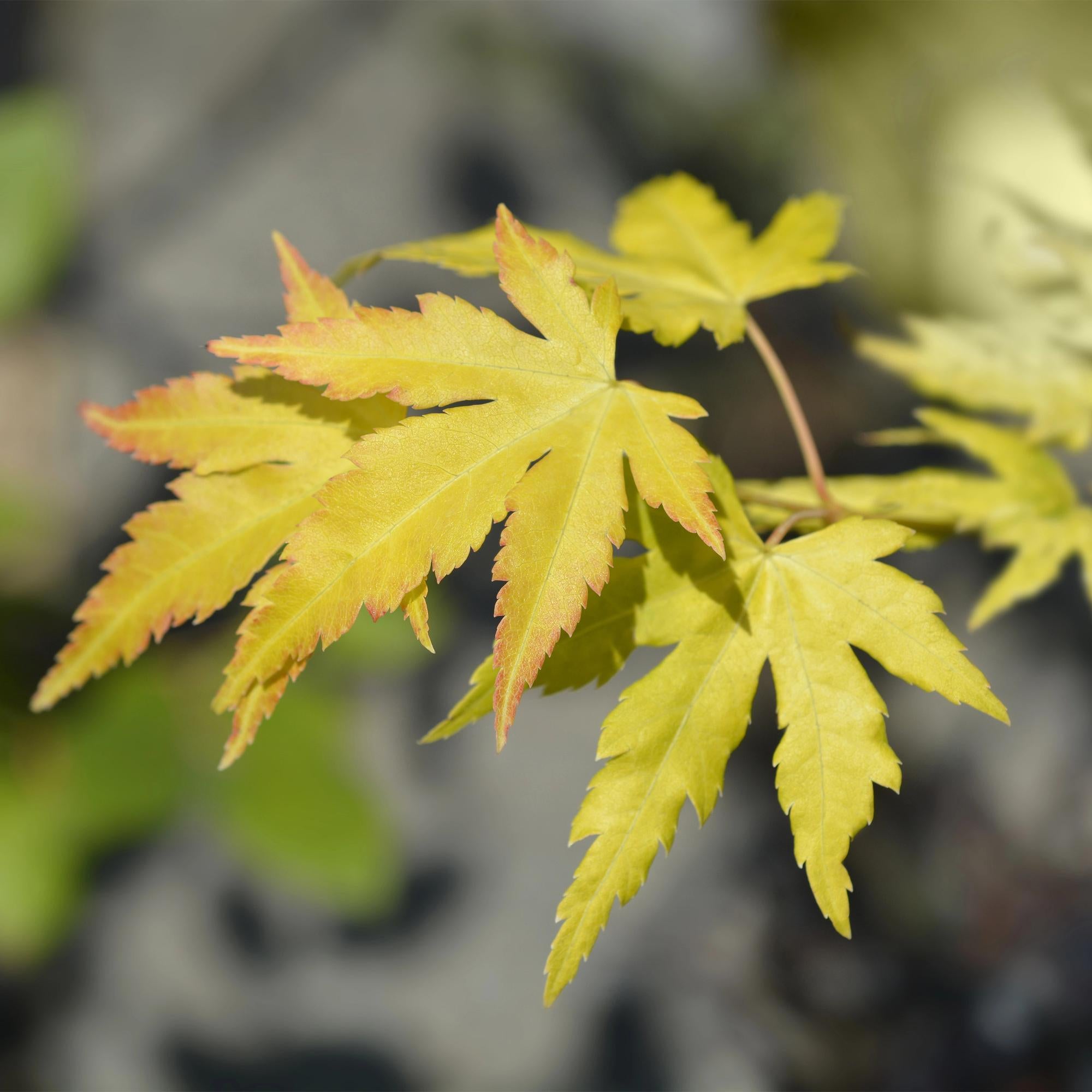 Japanischer Ahorn – Sorte ‘Orange Dream’, laubabwerfend, 19 cm Topf, 70 cm hoch