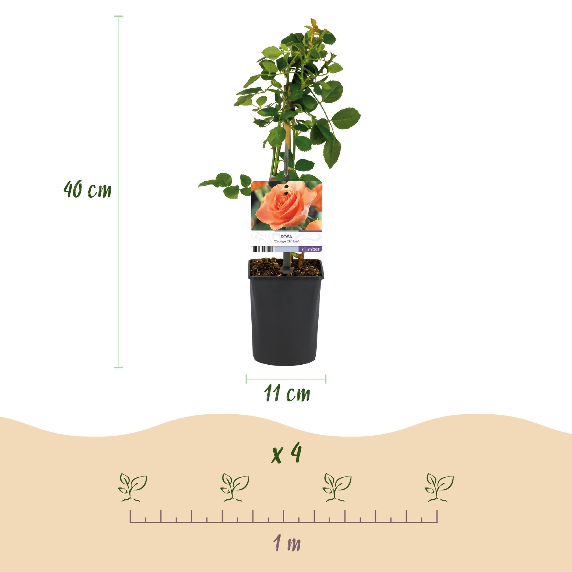 Rosa 'Orange Climber' – climbing rose with orange flowers, 2 plants, 40 cm tall