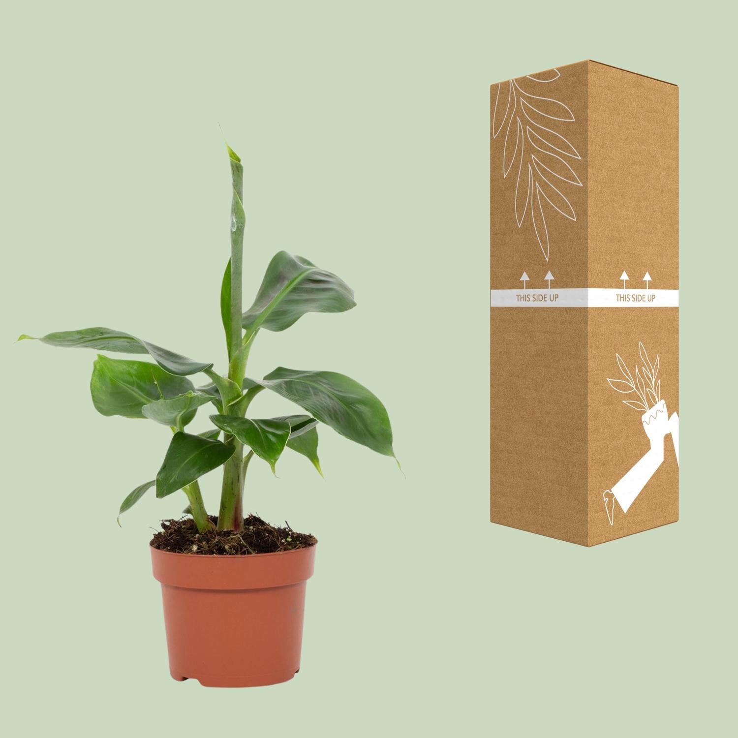 Musa Tropicana–Bananier nain–Pot de 12 cm, 27 cm de hauteur