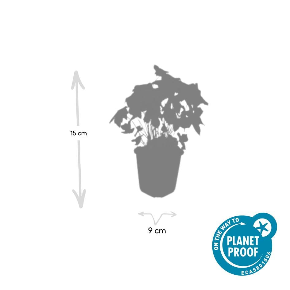 Geranium nodosum – kompakter Storchschnabel, 10–25 cm Höhe