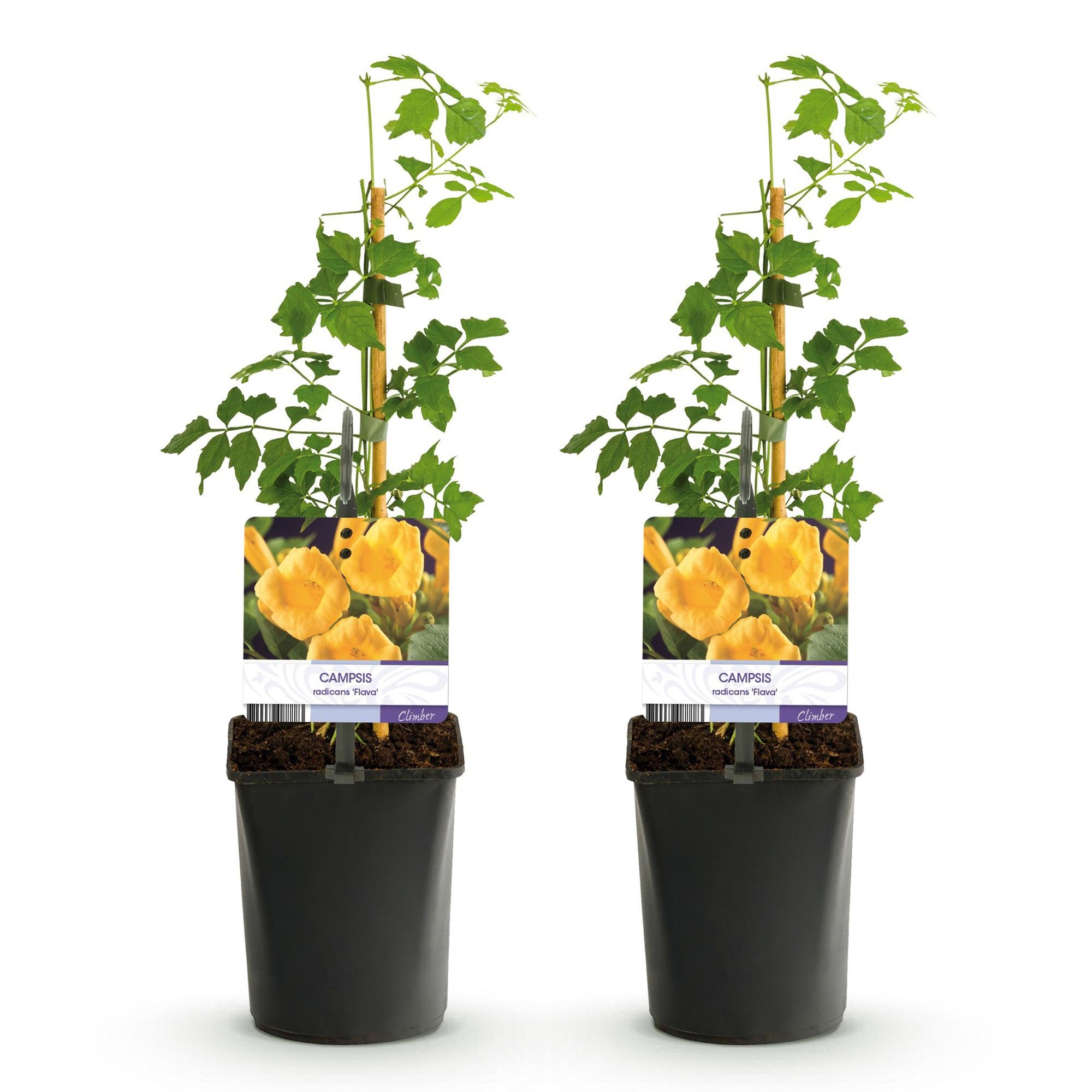 Campsis radicans ‘Flava’ – gelb blühende Trompetenblume, 2 Stück, 11-cm Topf, 40 cm Höhe