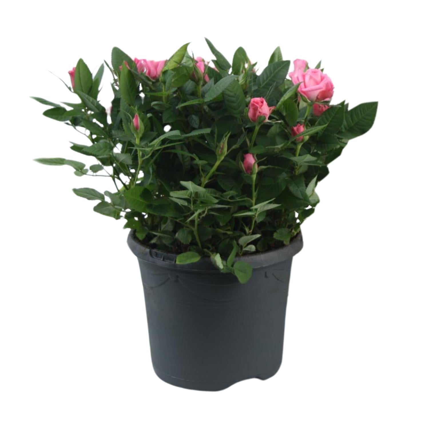 Rosa ‘Jewel Patio Sparkling’ – kompakte Topfrose, 17 cm Topf, 30 cm Höhe