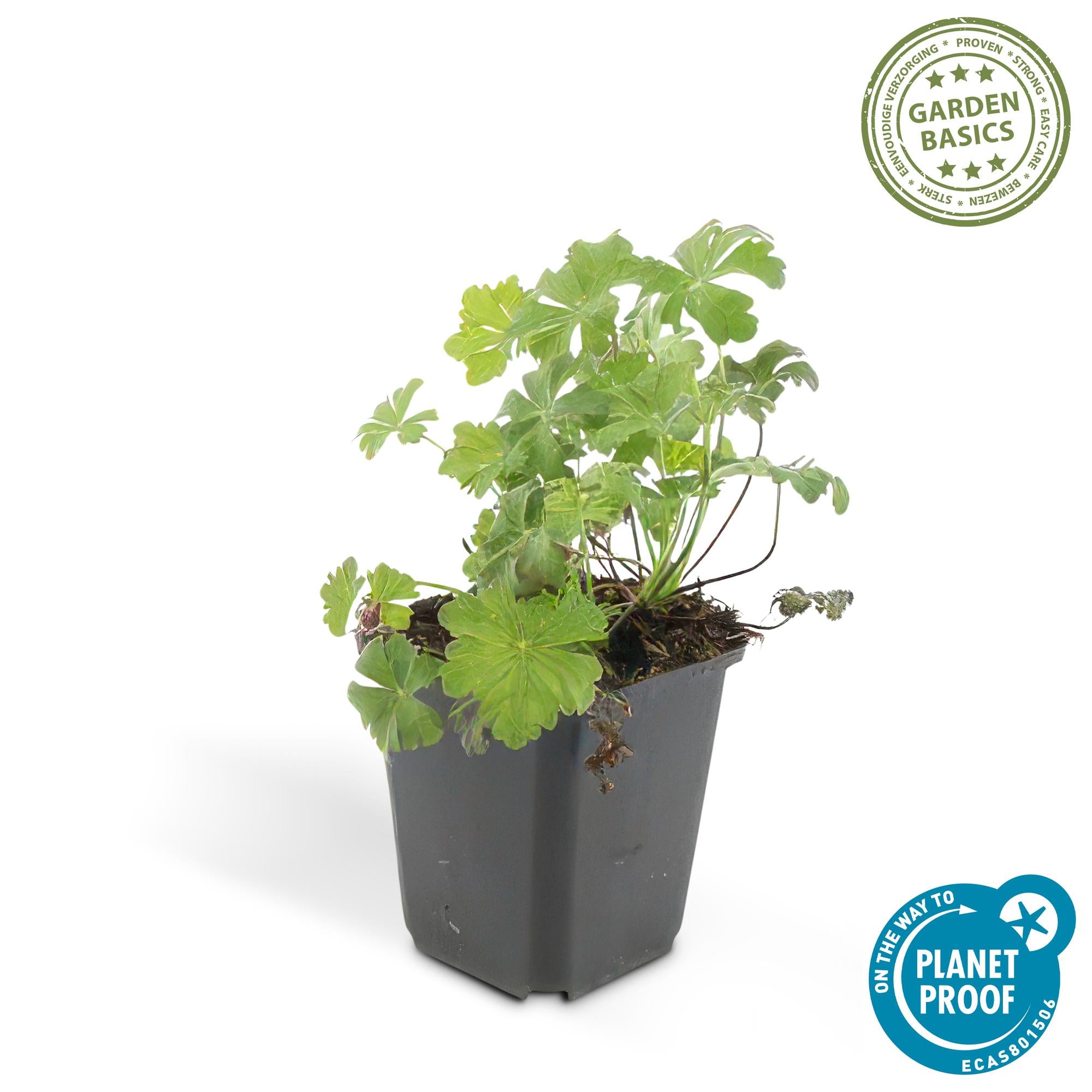 Geranium cantabrigiense ‘Biokovo’ – kompakter Storchschnabel, 9 cm Topf, 10–25 cm Höhe