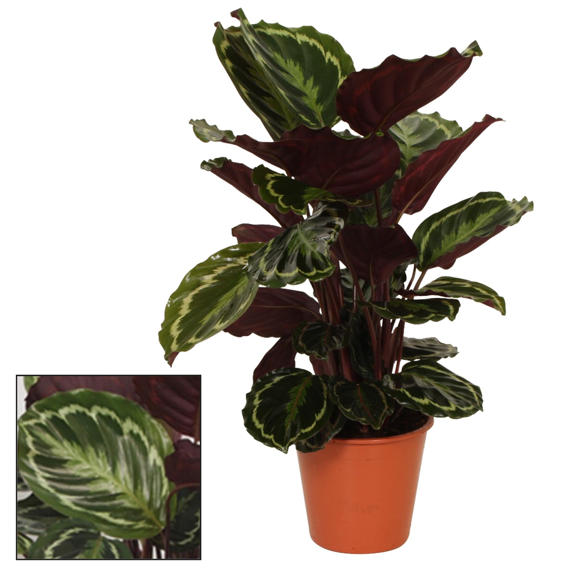 Calathea Medallion – Medallion Prayer Plant - 19 cm pot, 75 cm high