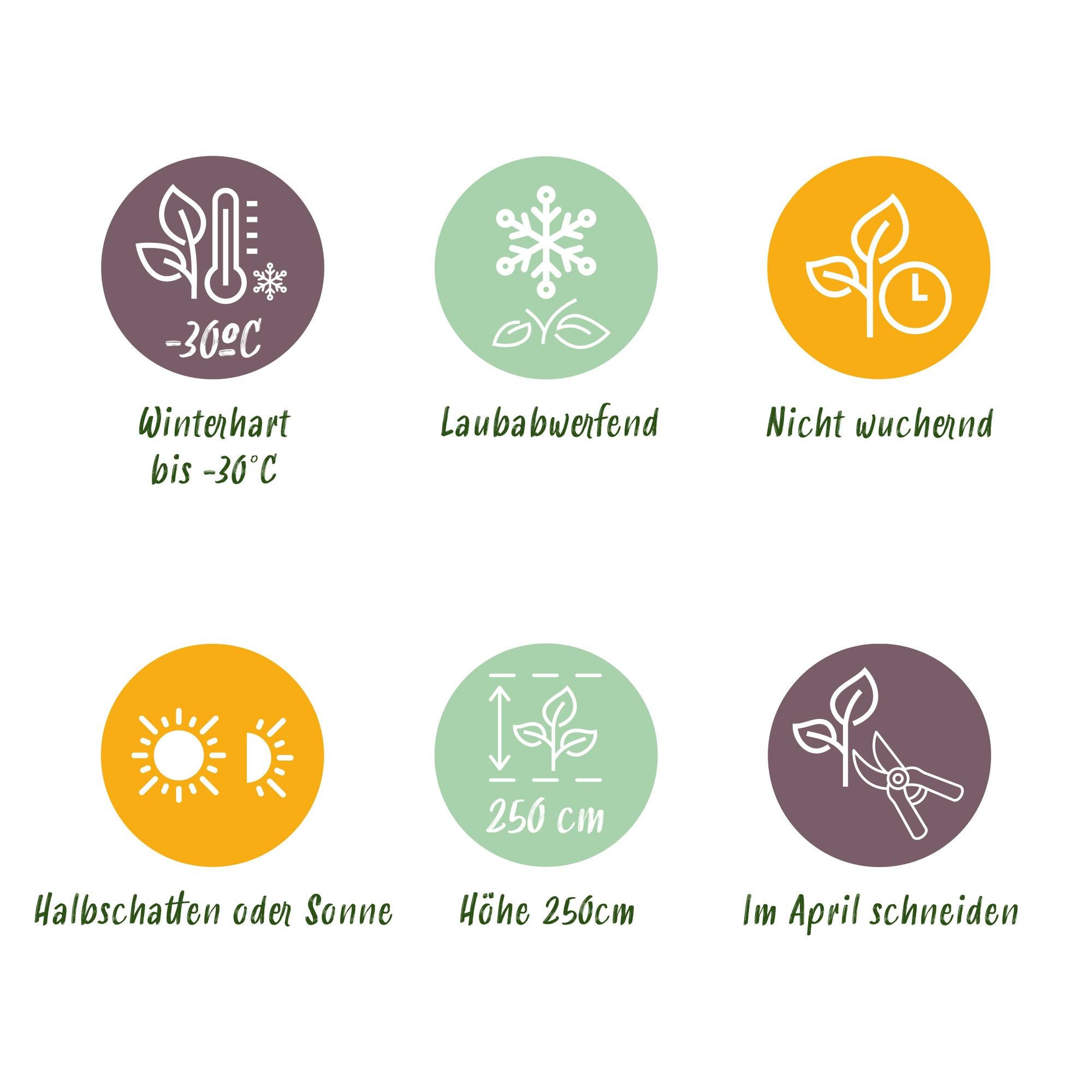 Cornus alba 'Flaviramea' – 1 φυτό, πράσινα κλαδιά, γλάστρα 17 cm, ύψος 45 cm