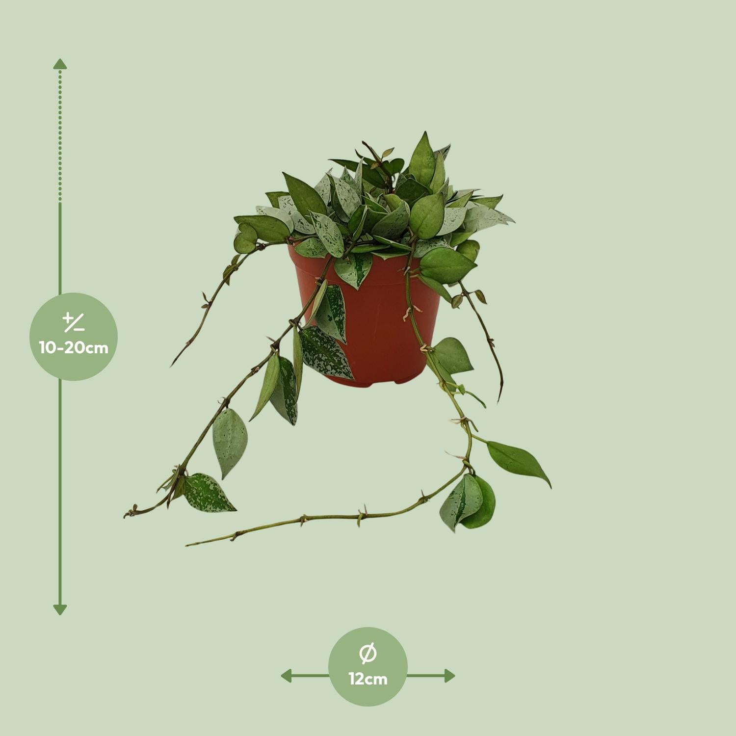 Hoya Krohniana'Eskimo'–Fleur de cire-Pot de 12 cm, 15 cm de haut