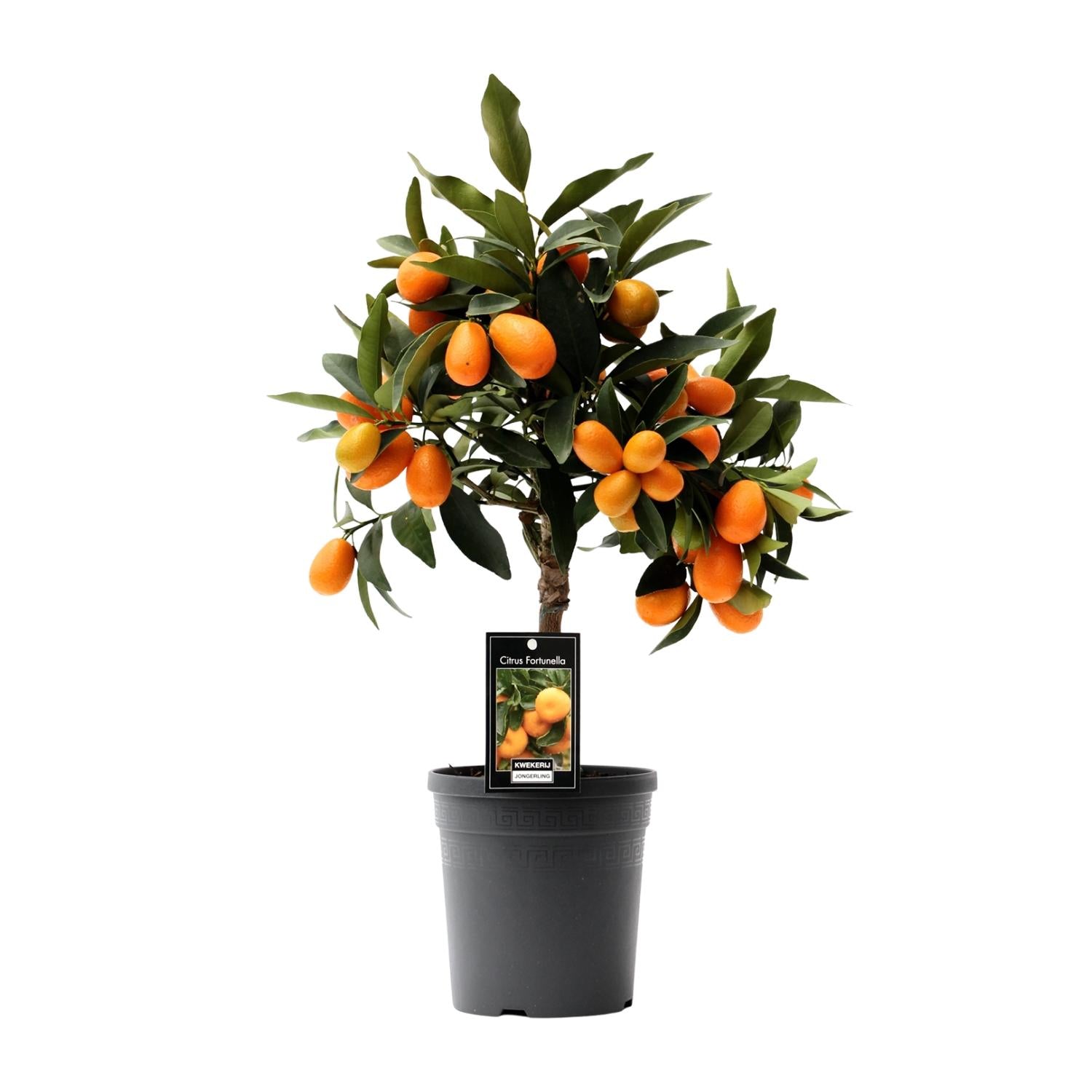 Kumquat aux agrumes-pot de 16 cm, hauteur 45 cm