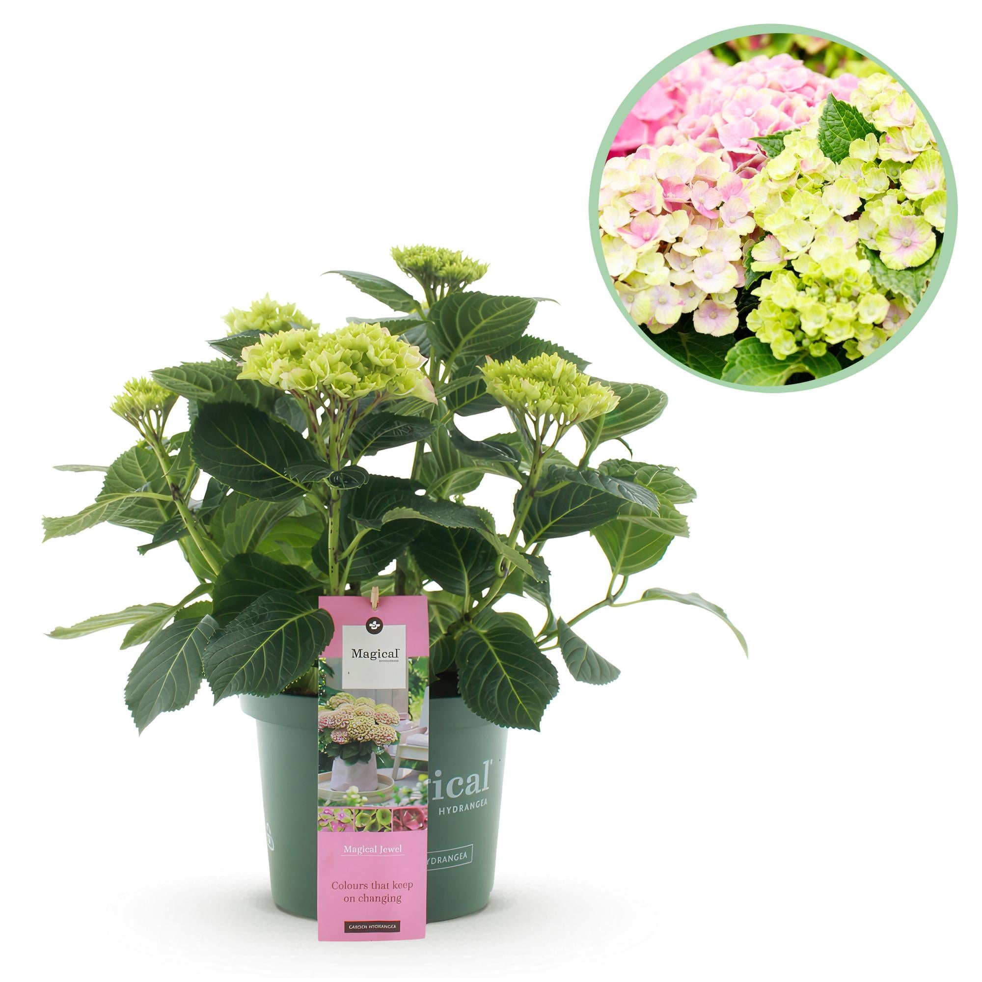 Hydrangea ‘Magical Jewel Pink’ – rosa Hortensie für Balkon & Garten, 23 cm Topf, 55 cm Höhe