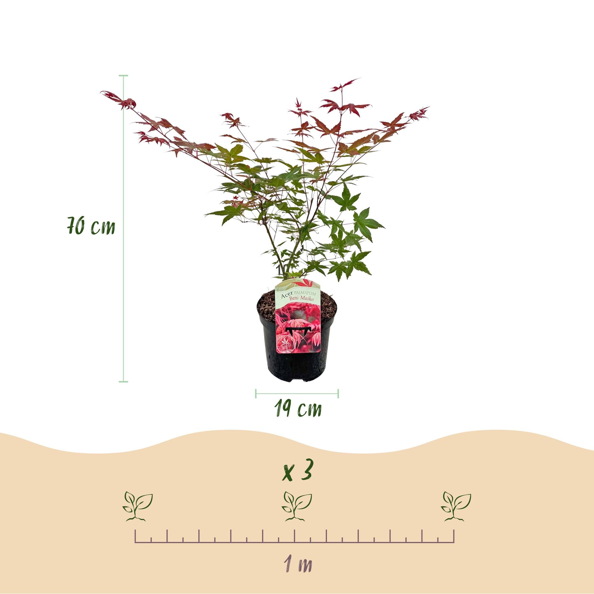 Acer Palmatum ‘Beni Maiko’ – Japanischer Ahorn, laubabwerfend – 19 cm Topf, 70 cm hoch