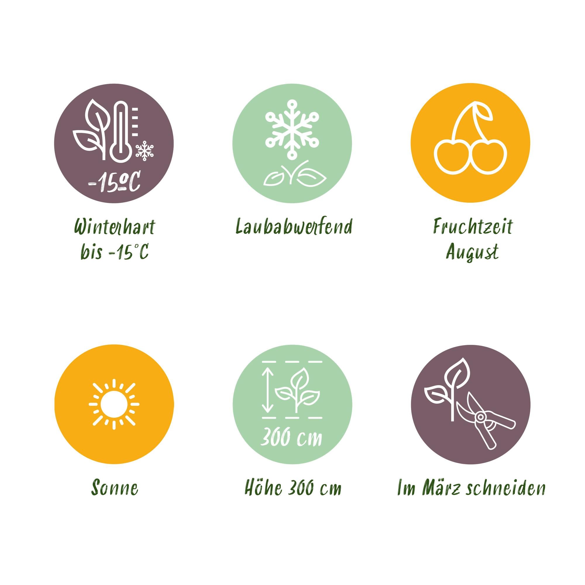 Yellow Kiwi “Golden Kiwi” (Actinidia deliciosa), 2 plants, 50 cm tall