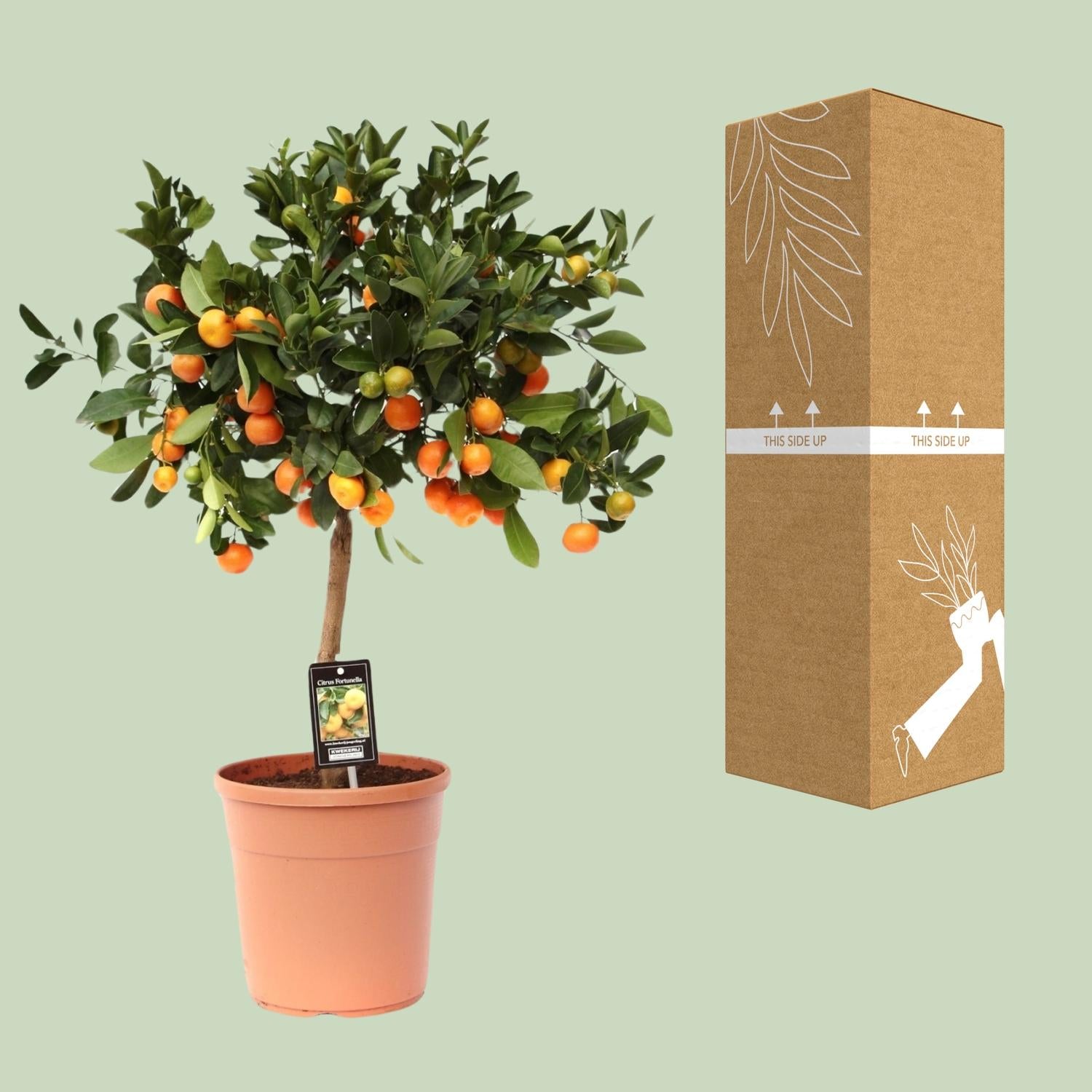 Calamondinorange (Citrus calamondin) –40–80 cm