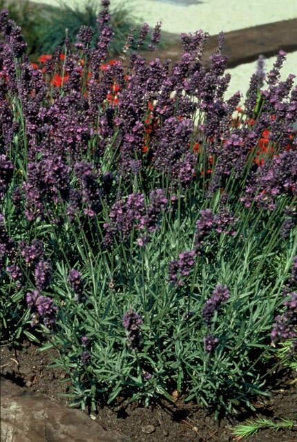 Echter Lavendel ‘Munstead’ (Lavandula angustifolia) – 10–25 cm, Ø9 cm