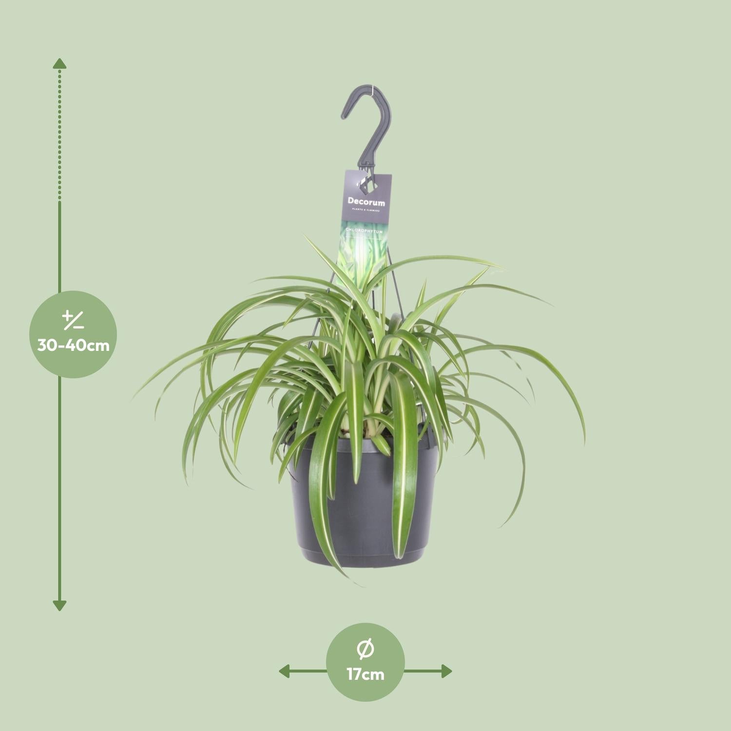 Chlorophytum comosum 'Bonnie' – Spider plant - 17 cm pot, 35 cm tall