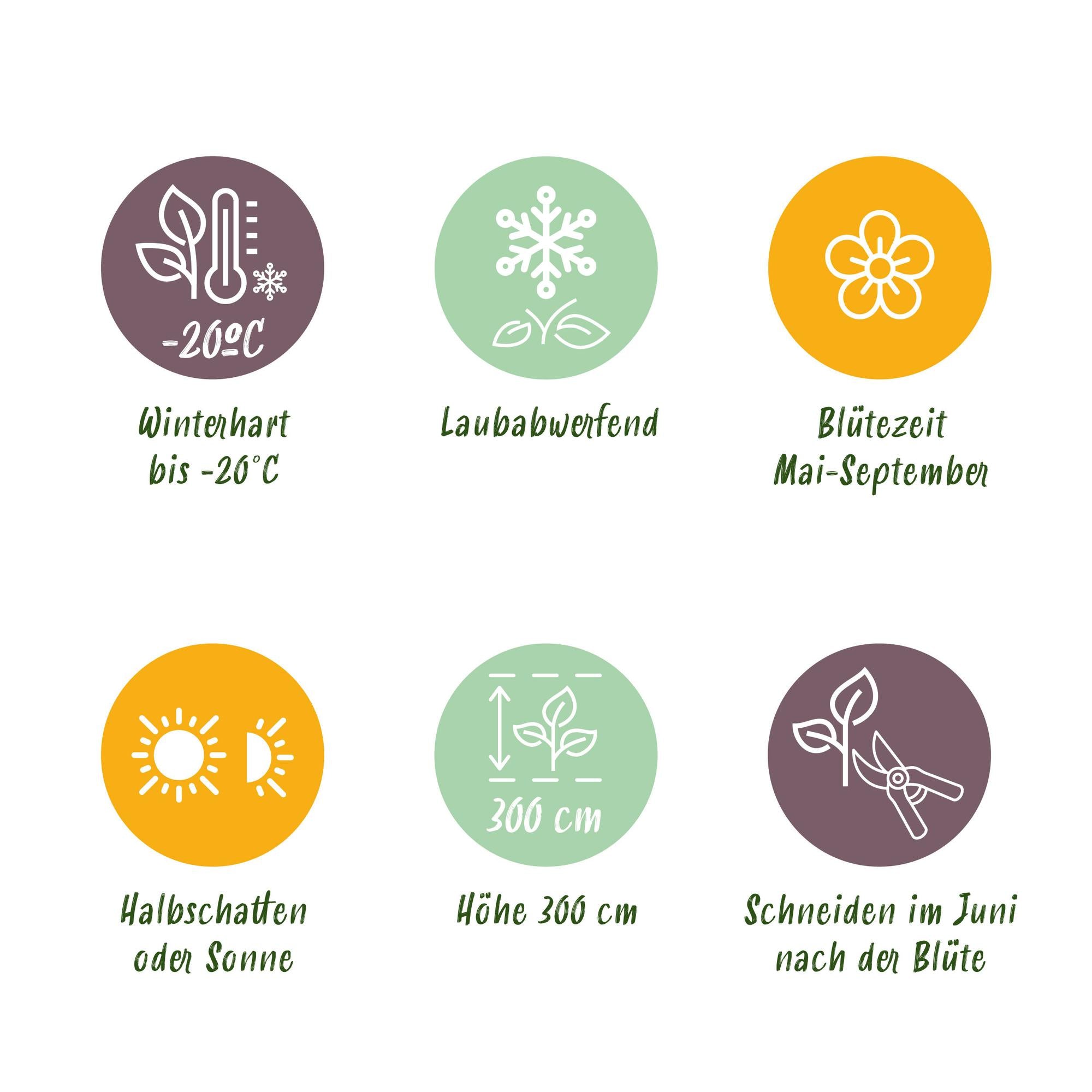 Kletterpflanze Clematis ‘Rainbow’ – mehrfarbig blühend, 4 Pflanzen, Topf 11 cm, Höhe 40 cm