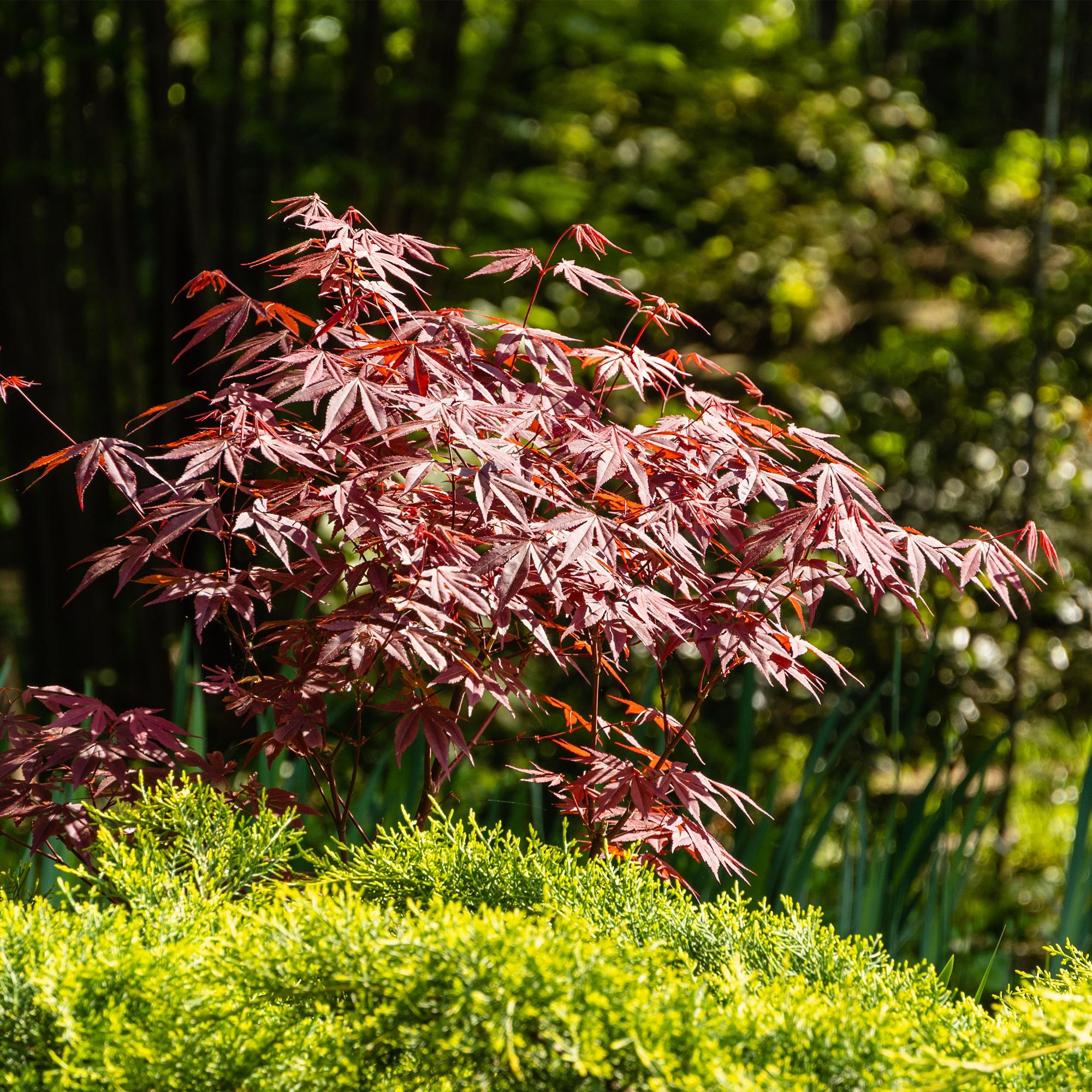 Japanese maple – variety 'Atropurpureum', purple, deciduous, 19 cm pot, 70 cm height