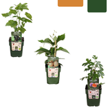 Σετ βιολογικών οπωροφόρων φυτών “Sweet Harvest Trio” – τρεις διαφορετικές ποικιλίες