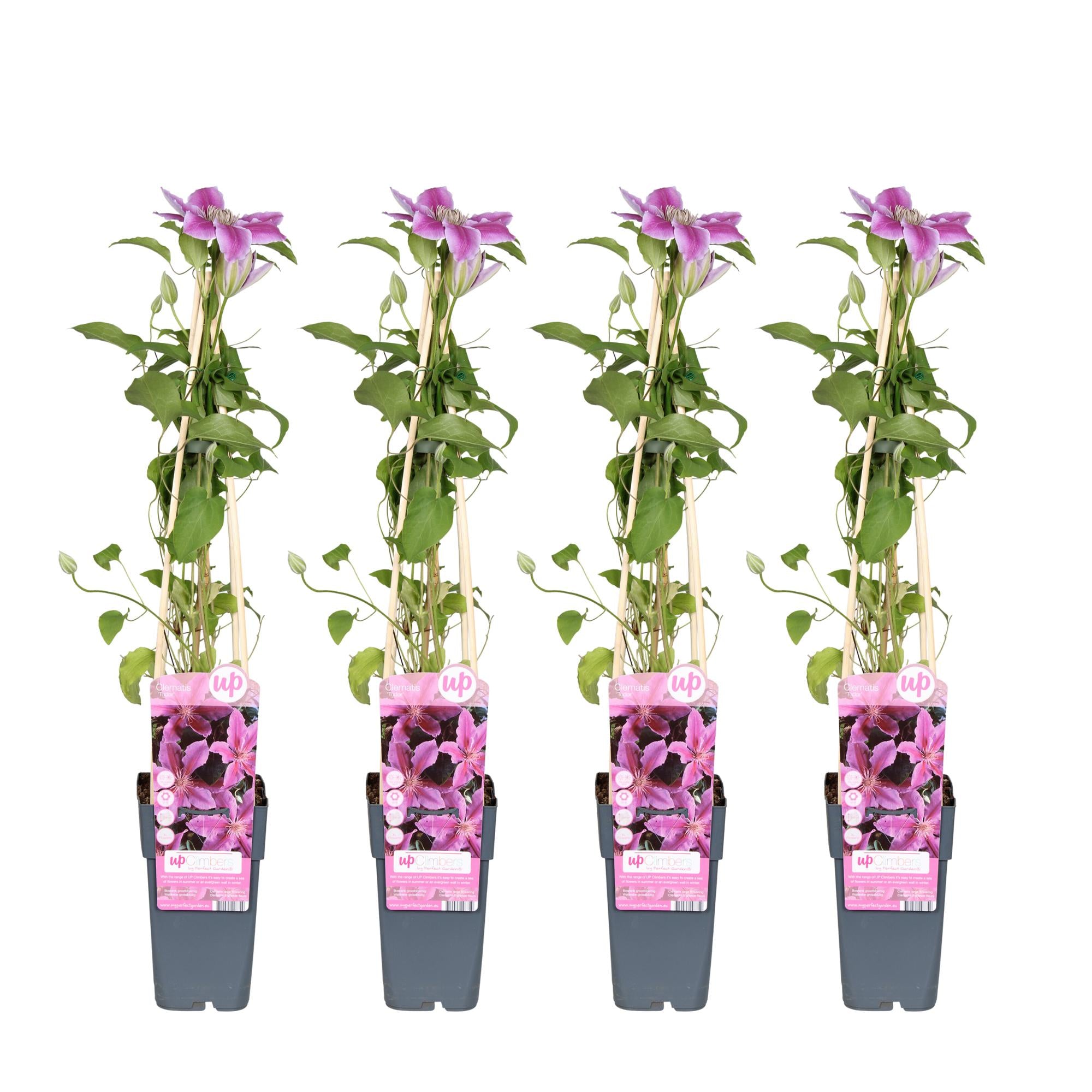 Clematis 'Tudor' – profusely flowering variety, 15 cm pot, 65 cm tall